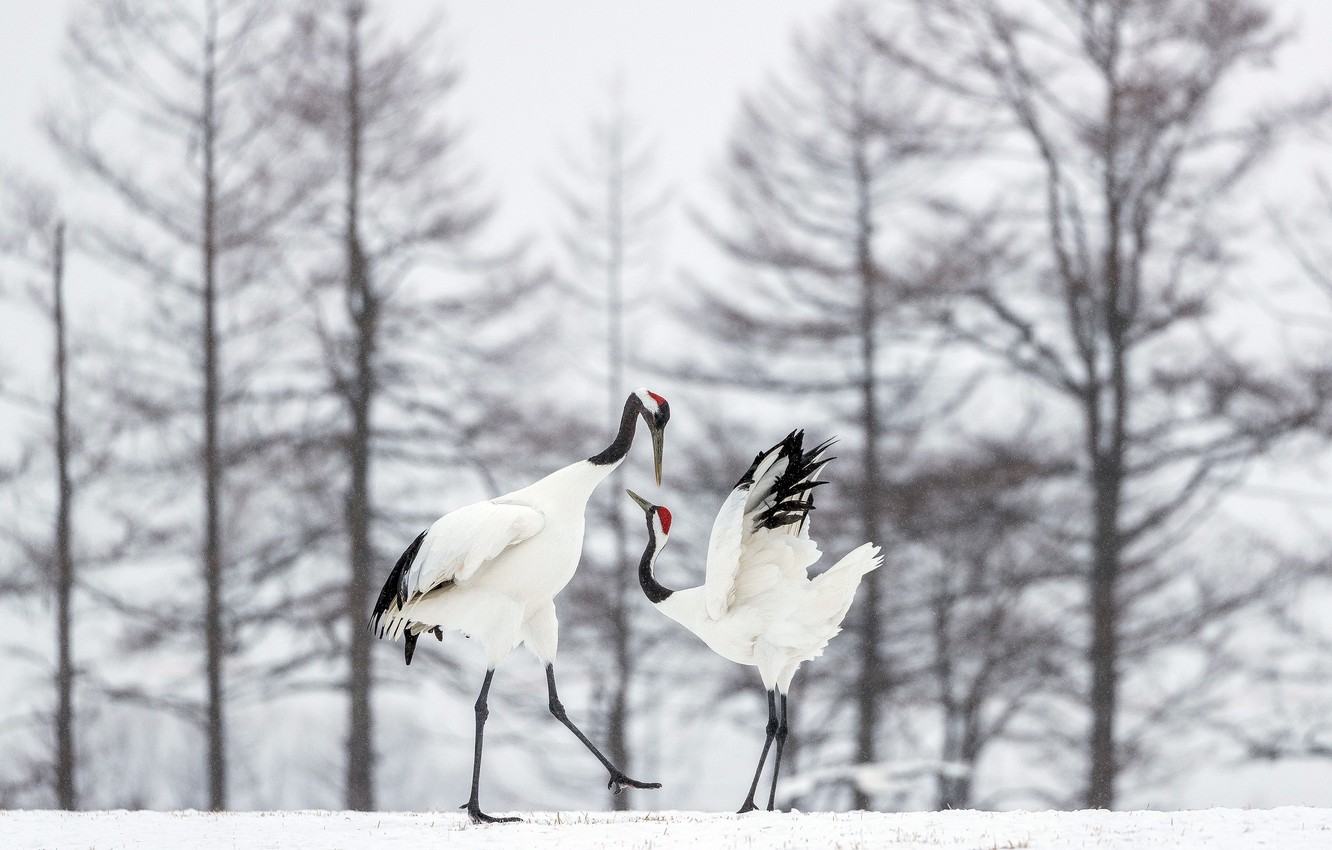 Wallpaper Snow, Birds, Dance, Red Crowned Crane Image For Desktop, Section животные