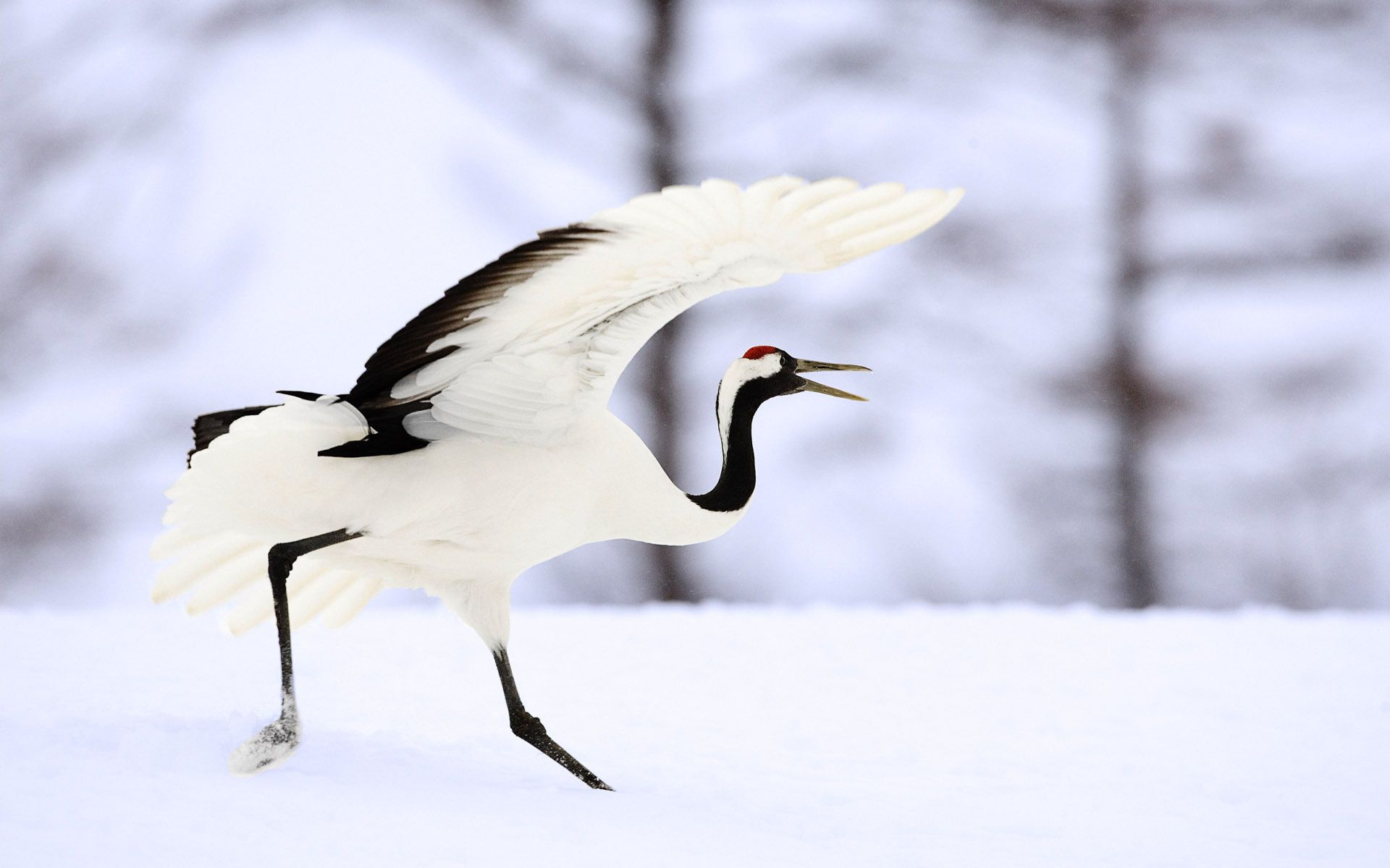 Red Crowned Crane Wallpaper