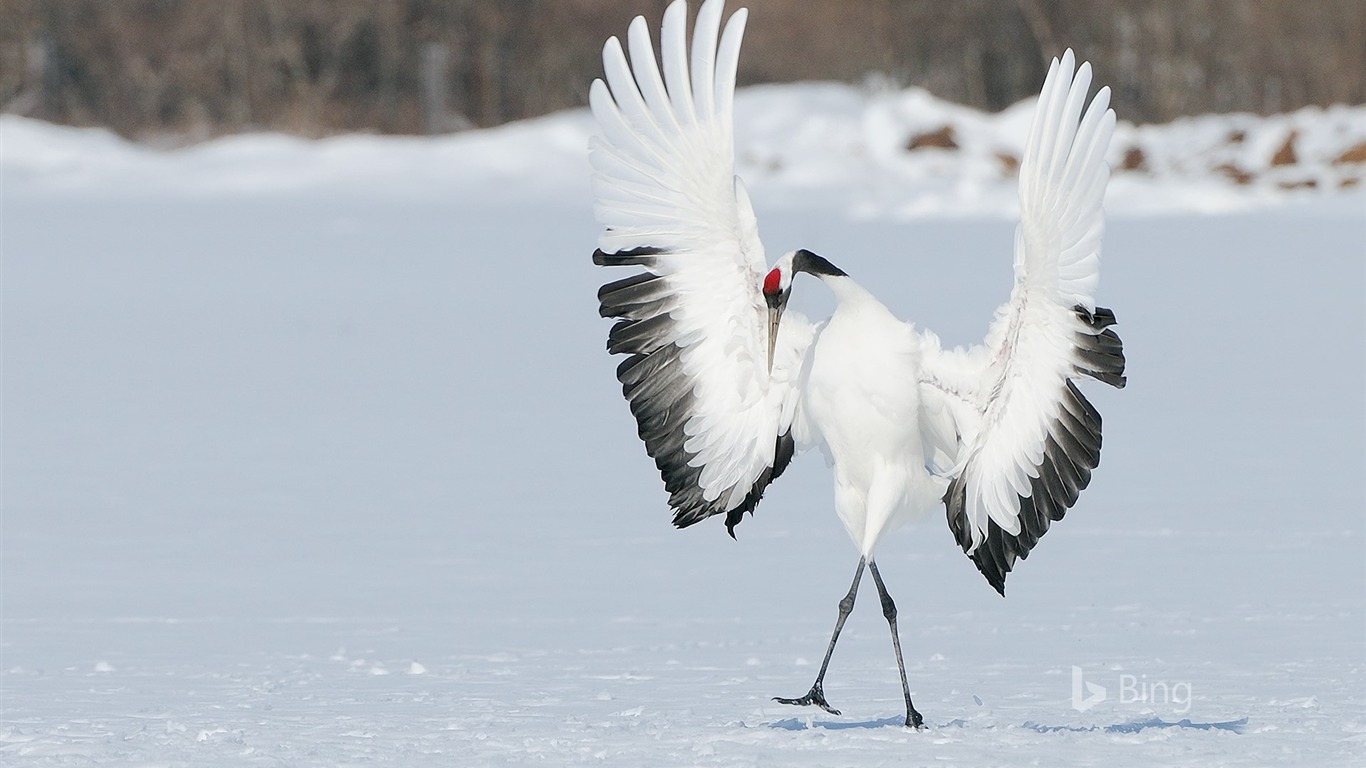 Red Crowned Crane