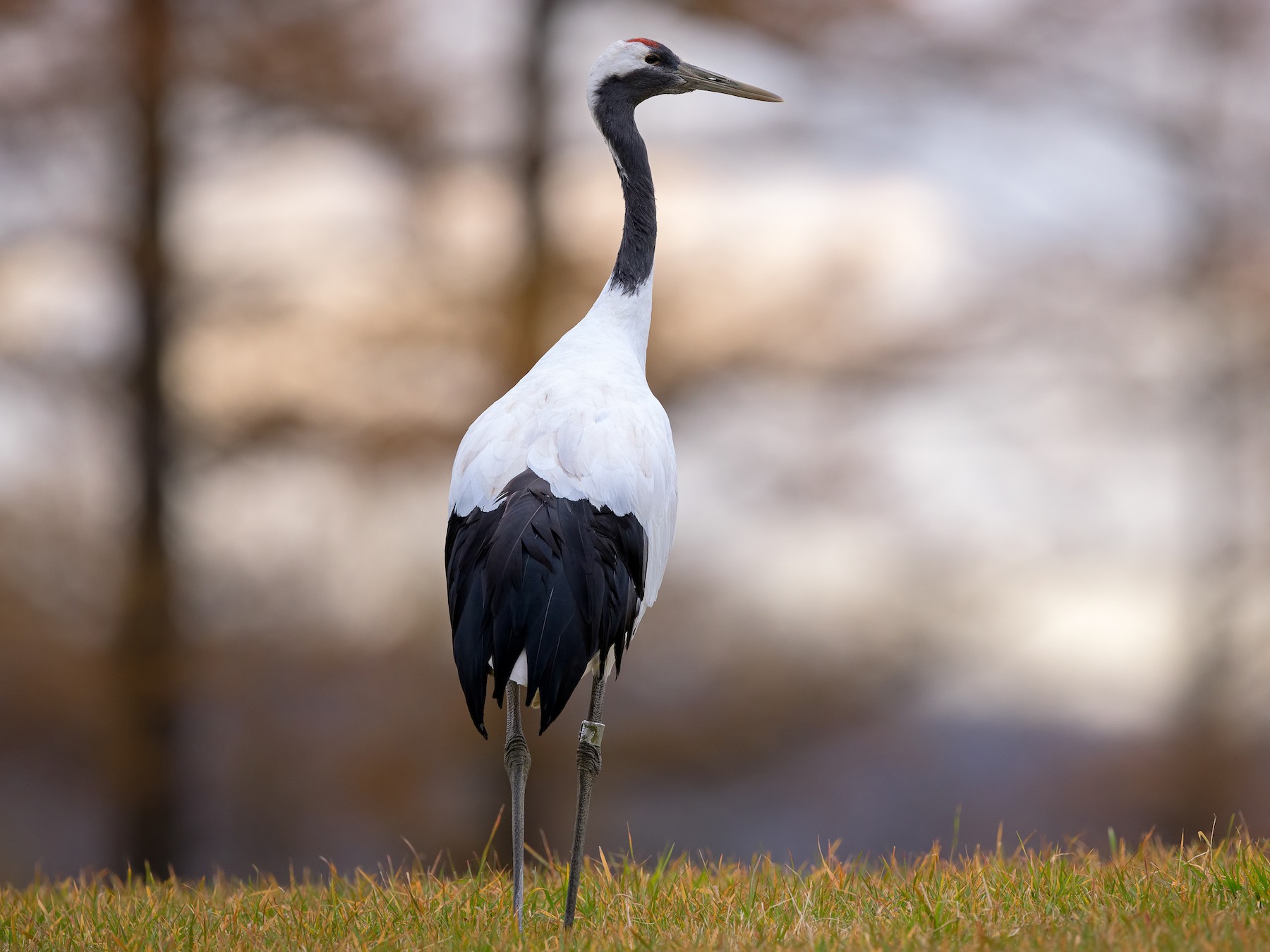 Red Crowned Crane