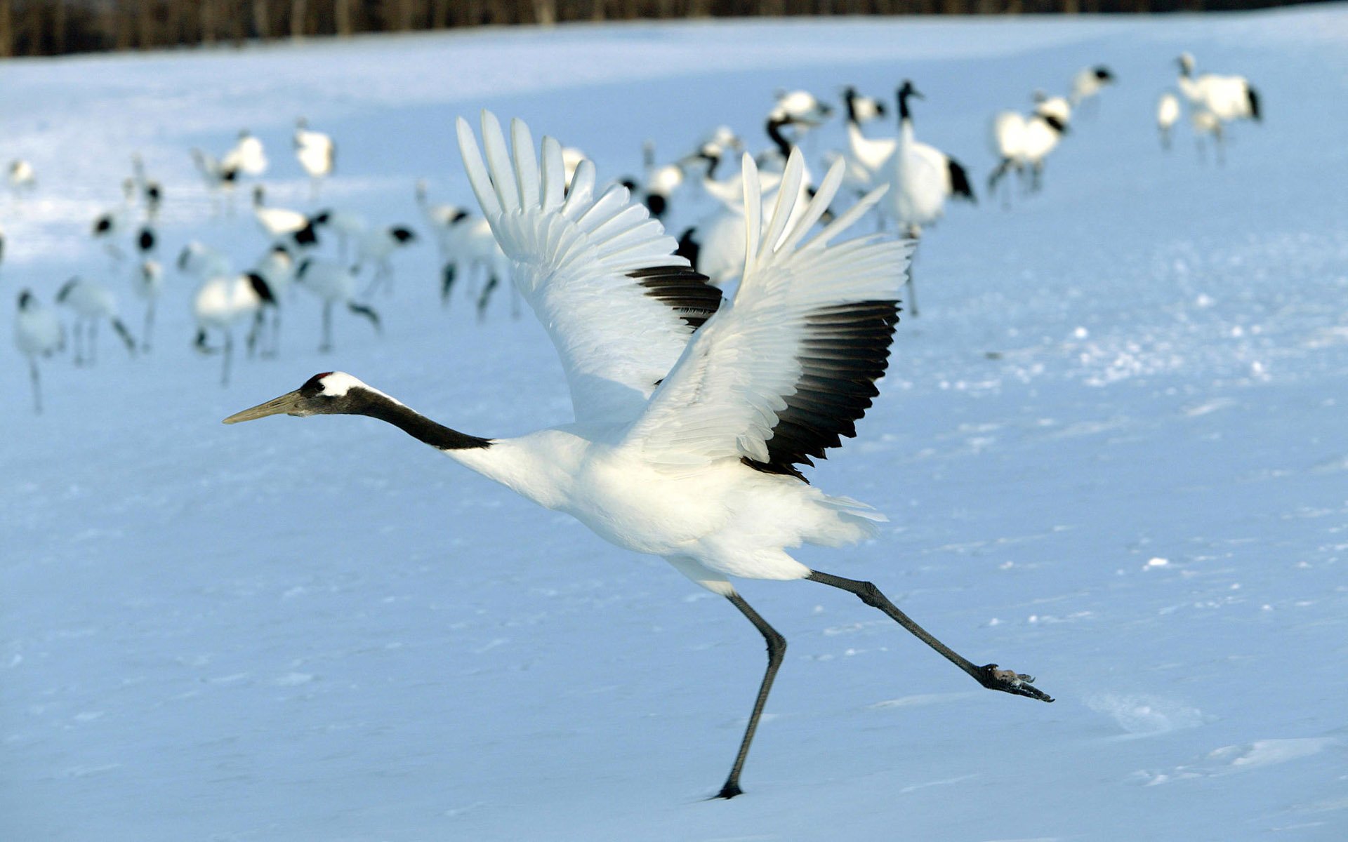 Red Crowned Crane HD Wallpaper And Background