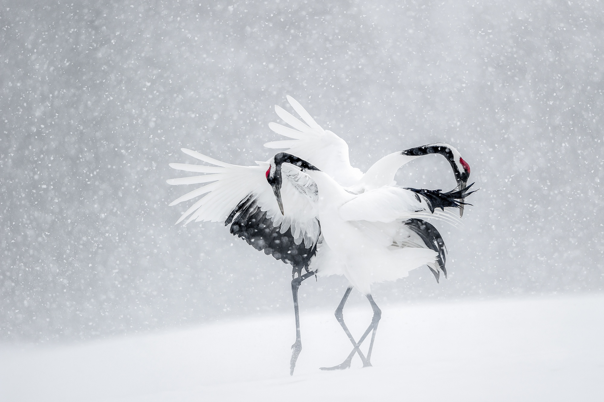 Red Crowned Crane HD Wallpaper And Background