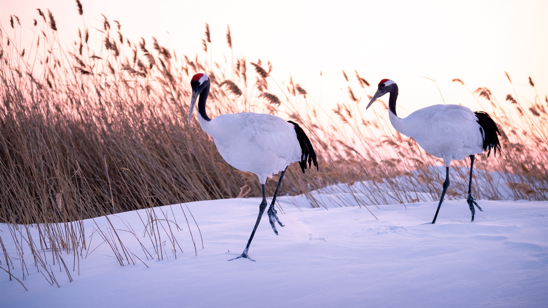 Red-crowned Crane Wallpapers - Wallpaper Cave