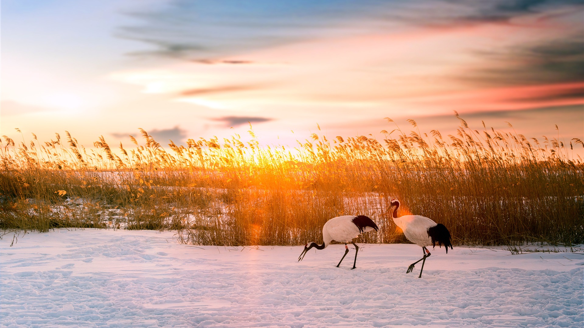 Red-crowned Crane Wallpapers - Wallpaper Cave