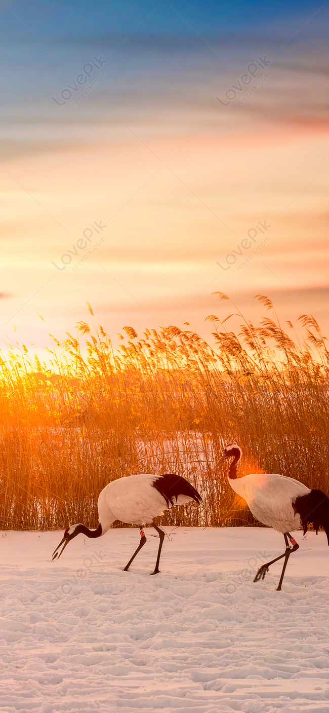 Zhalong Red Crowned Crane Mobile Phone Wallpaper Image Free Download