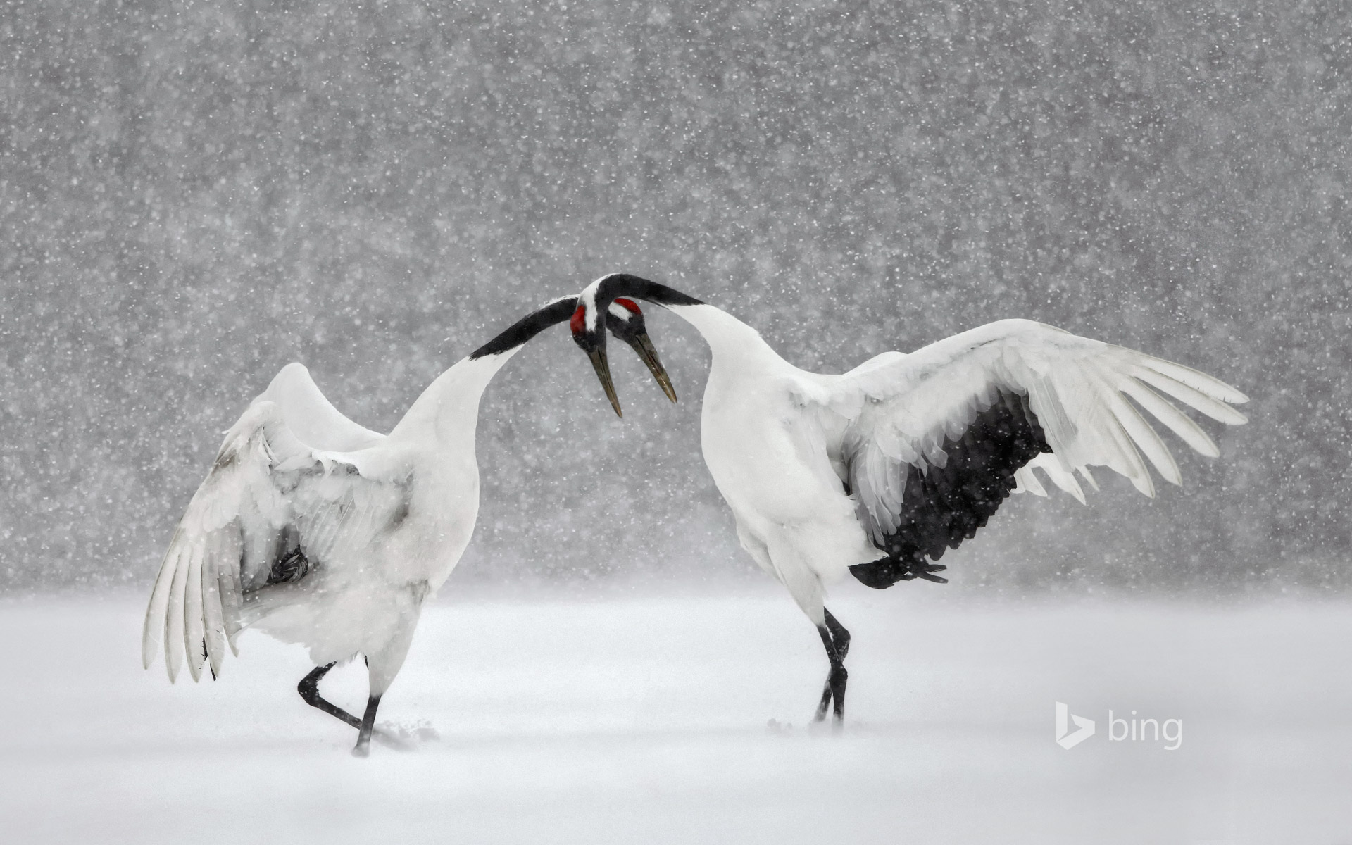 Red Crowned Cranes Dance In Hokkaido, Japan