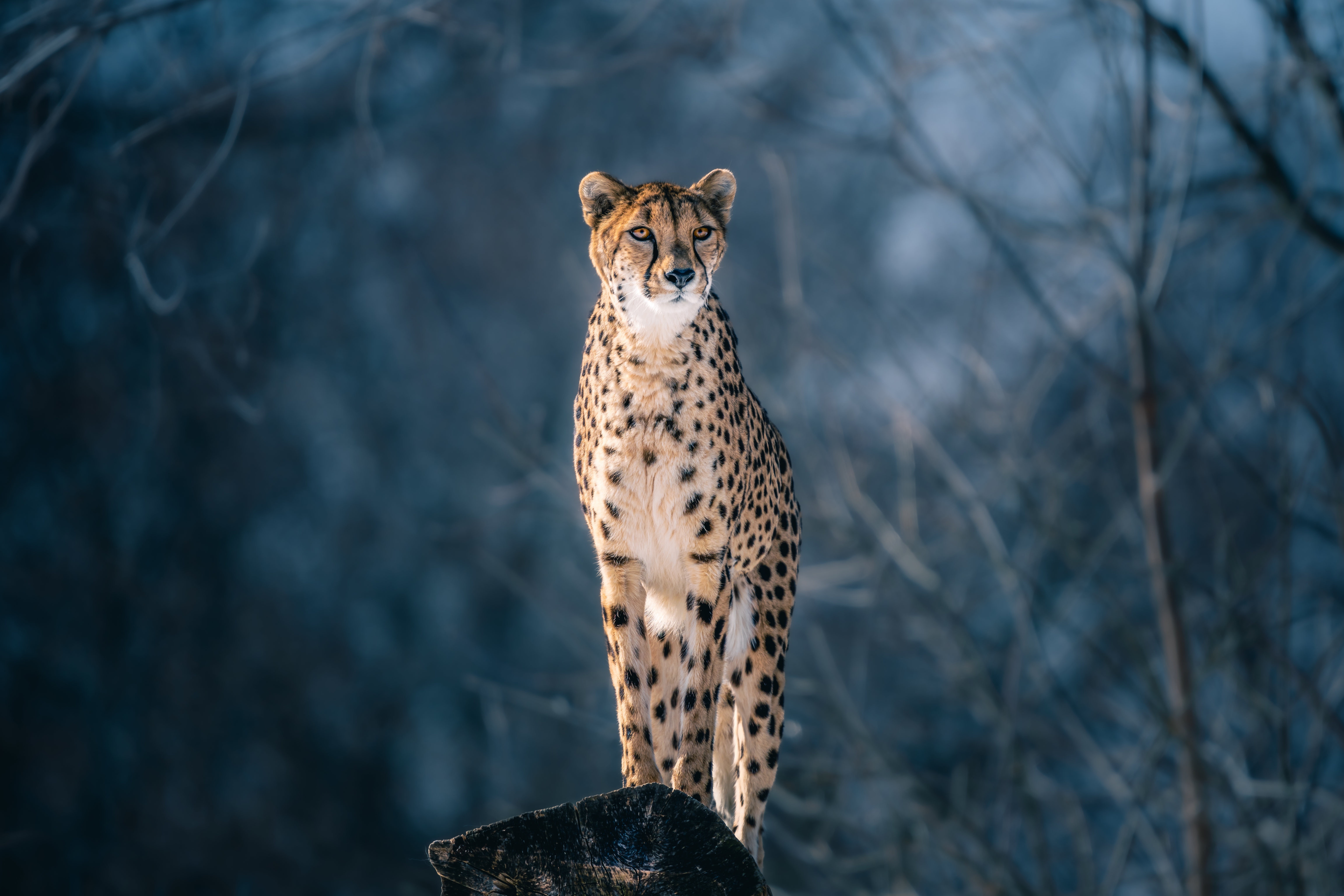 Cheetah 4K Gallery HD Wallpaper