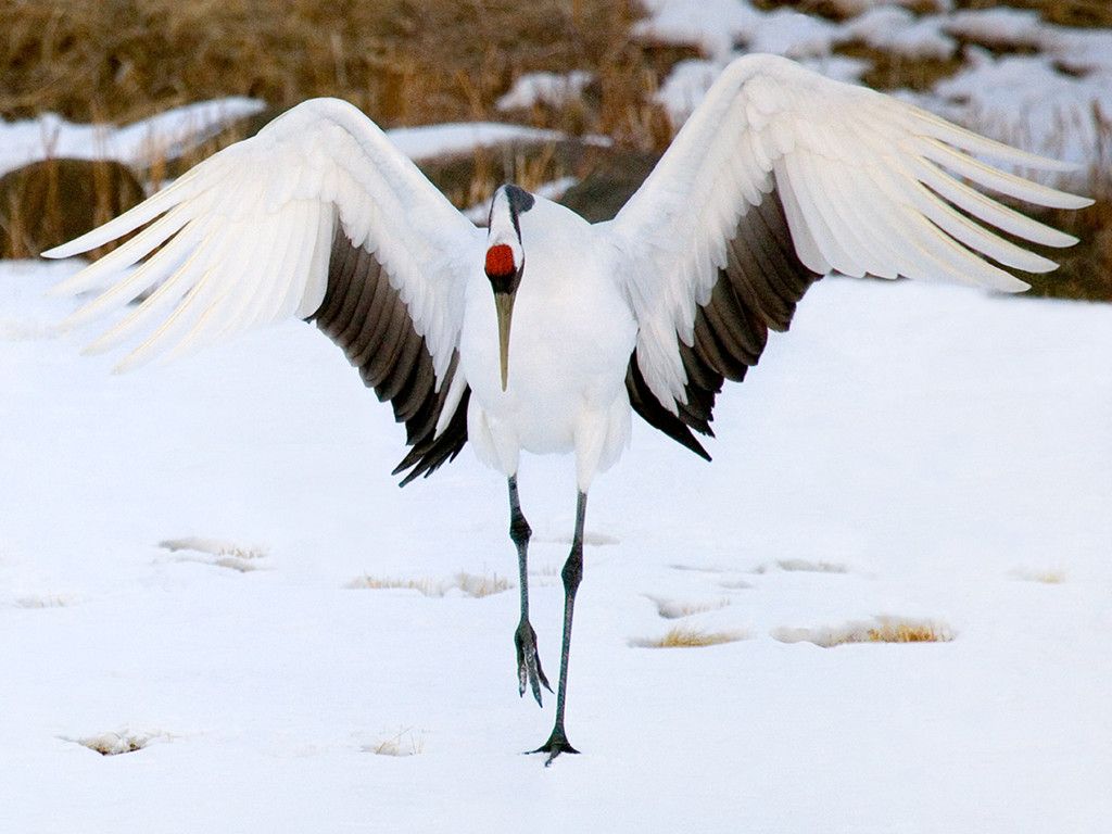 Red Crowned Crane // Hokkaido. Экзотические домашние животные, Японская живопись, Животные