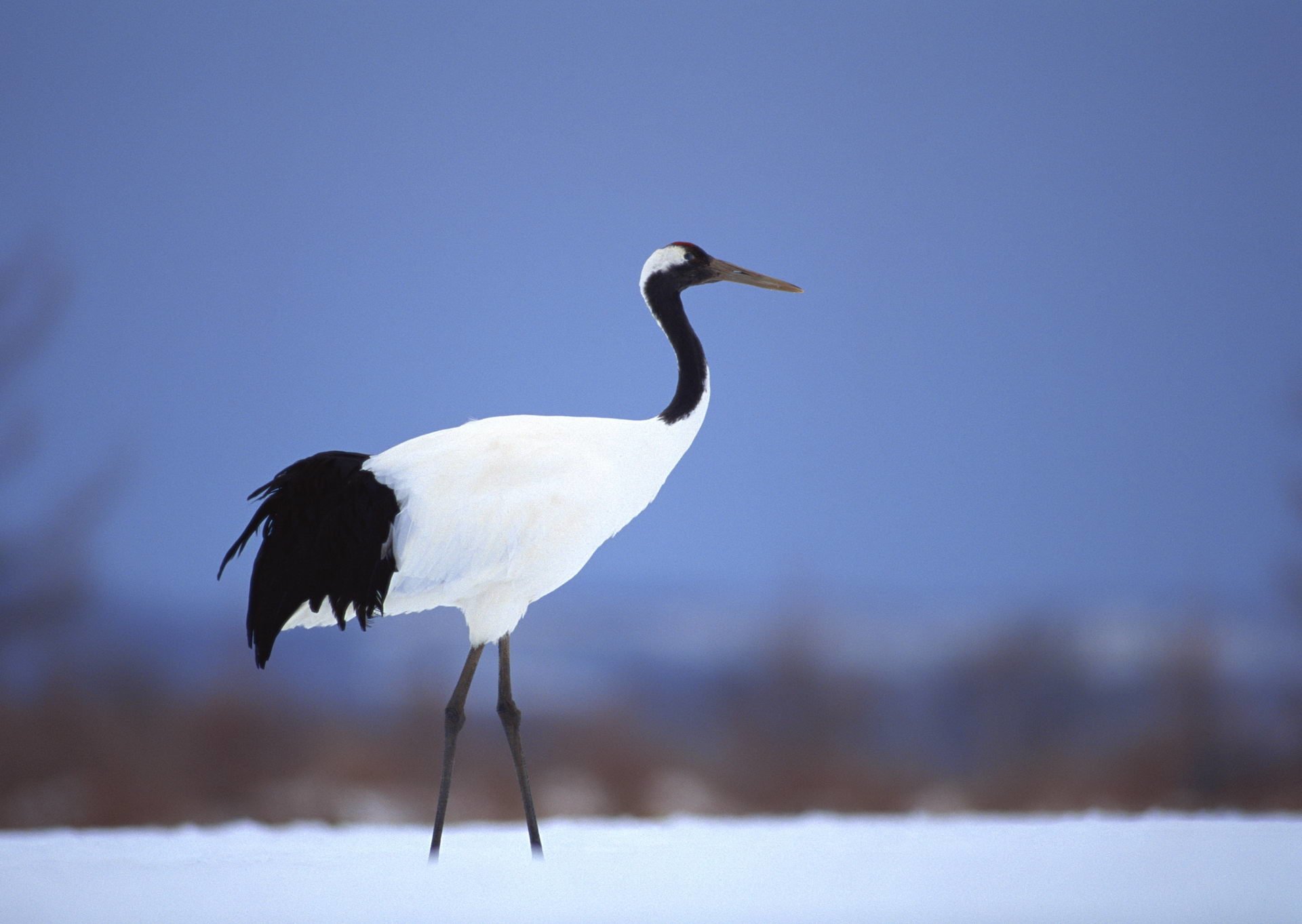 Red Crowned Crane HD Wallpaper