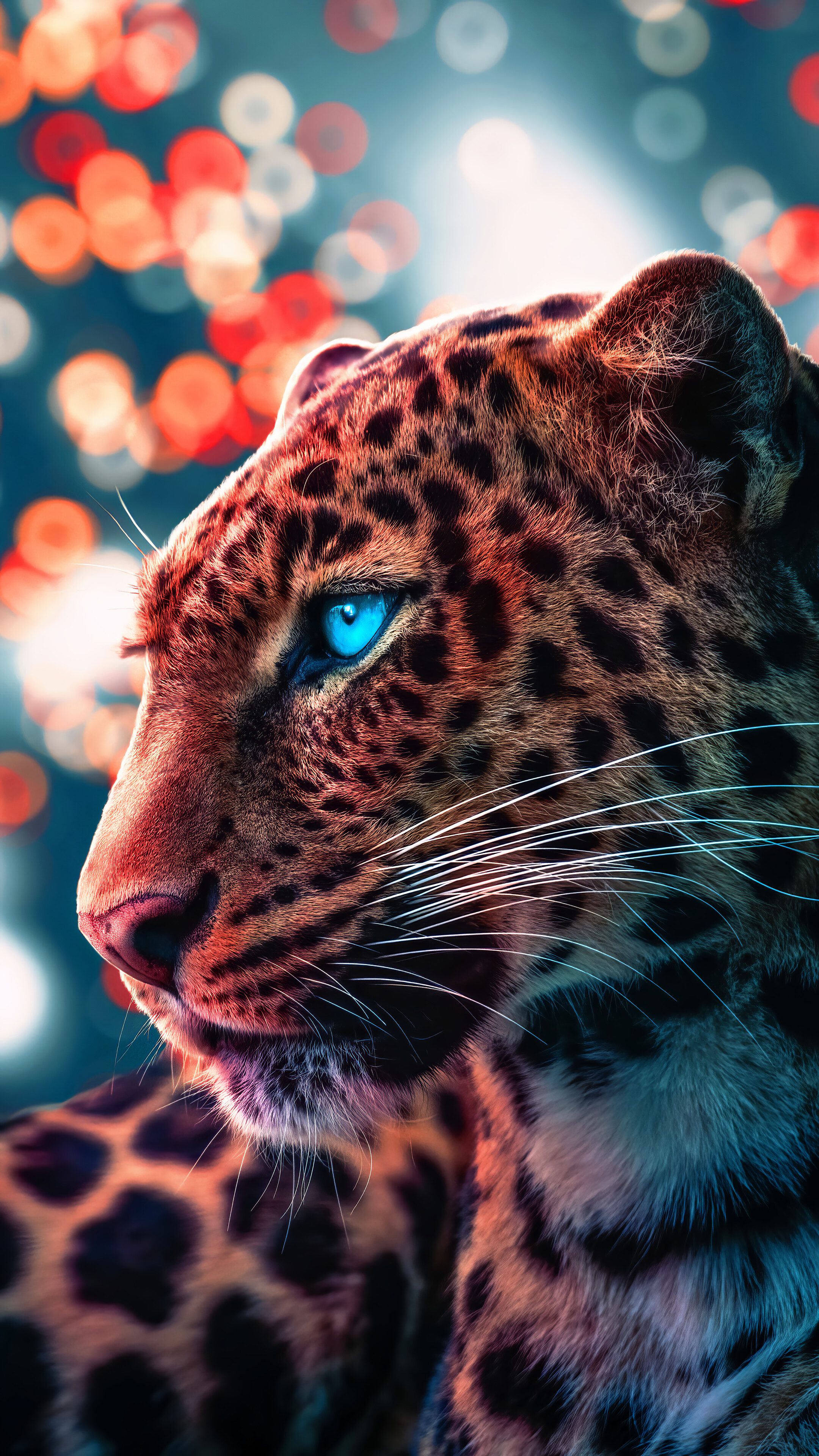 Cheetah, Eyes, 4k Gallery HD Wallpaper