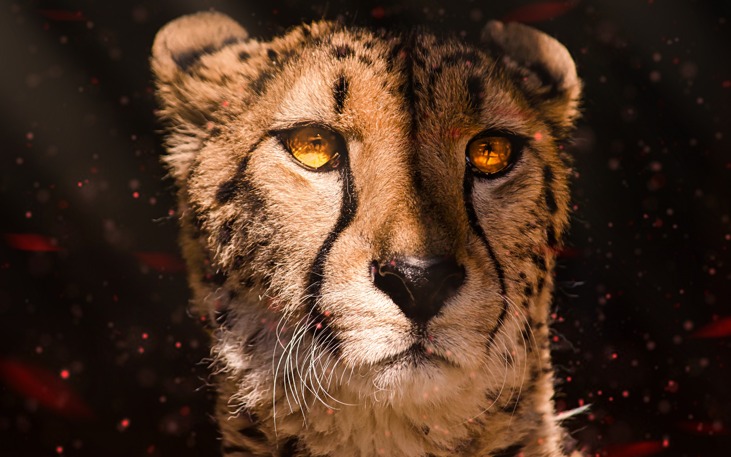 Cheetah Wallpaper 4K, Animals