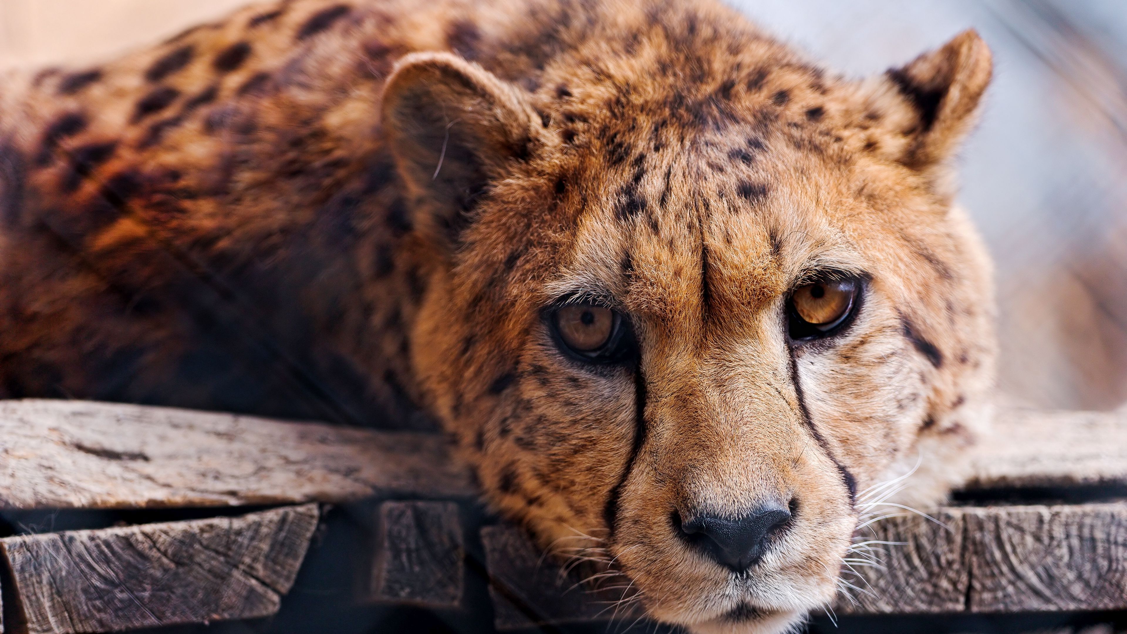 Wallpaper / cheetah, face, eye, predator, 4k free download