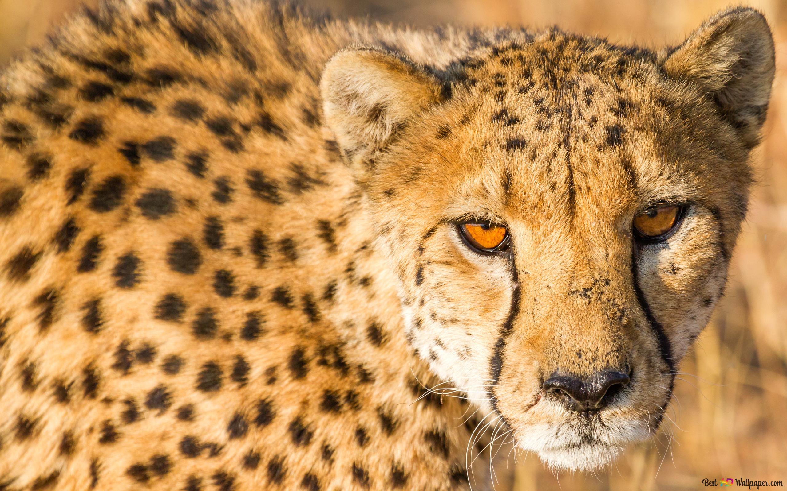 Cheetah 4K wallpaper download