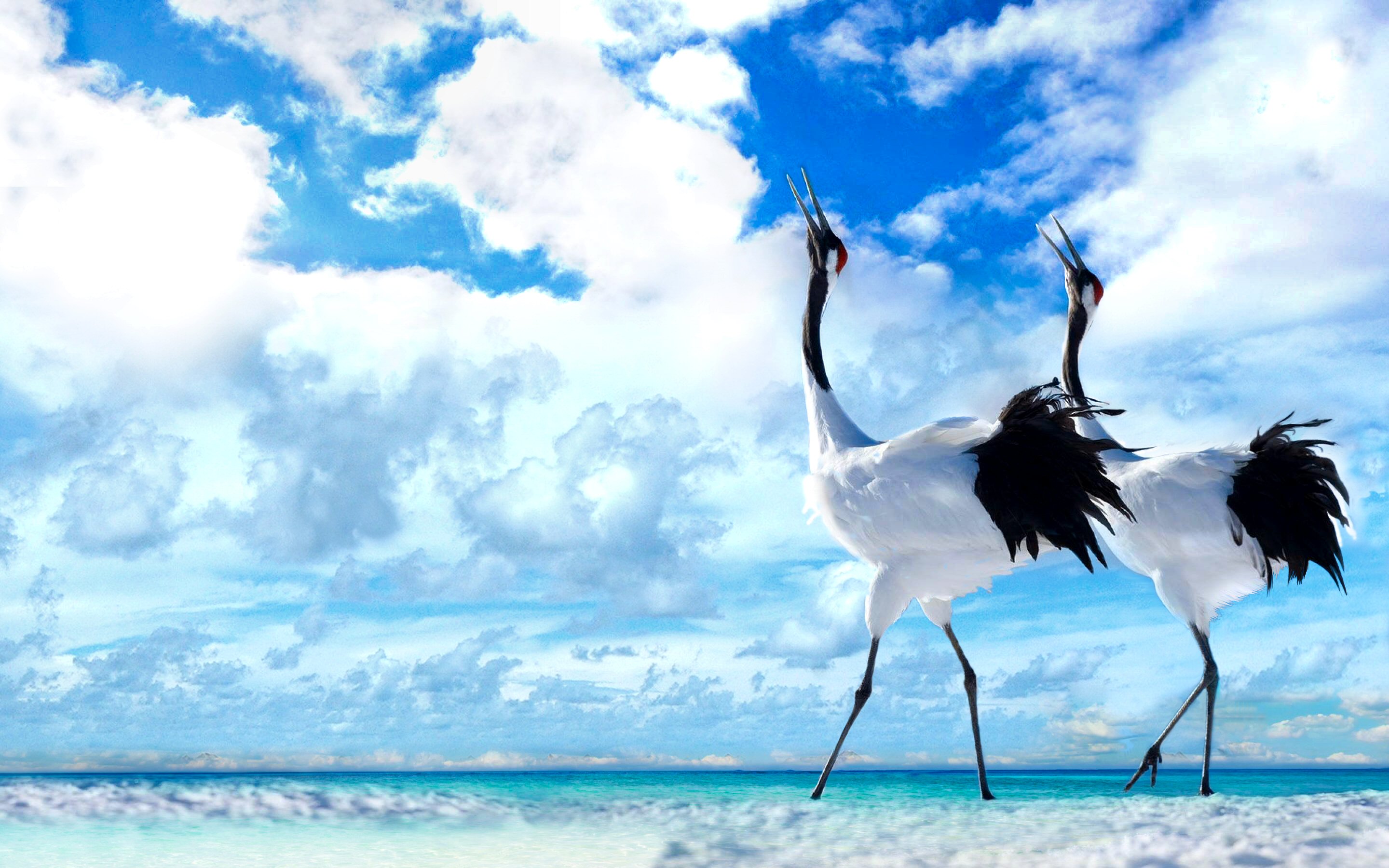 Red Crowned Crane wallpaper for desktop, download free Red Crowned Crane picture and background for PC