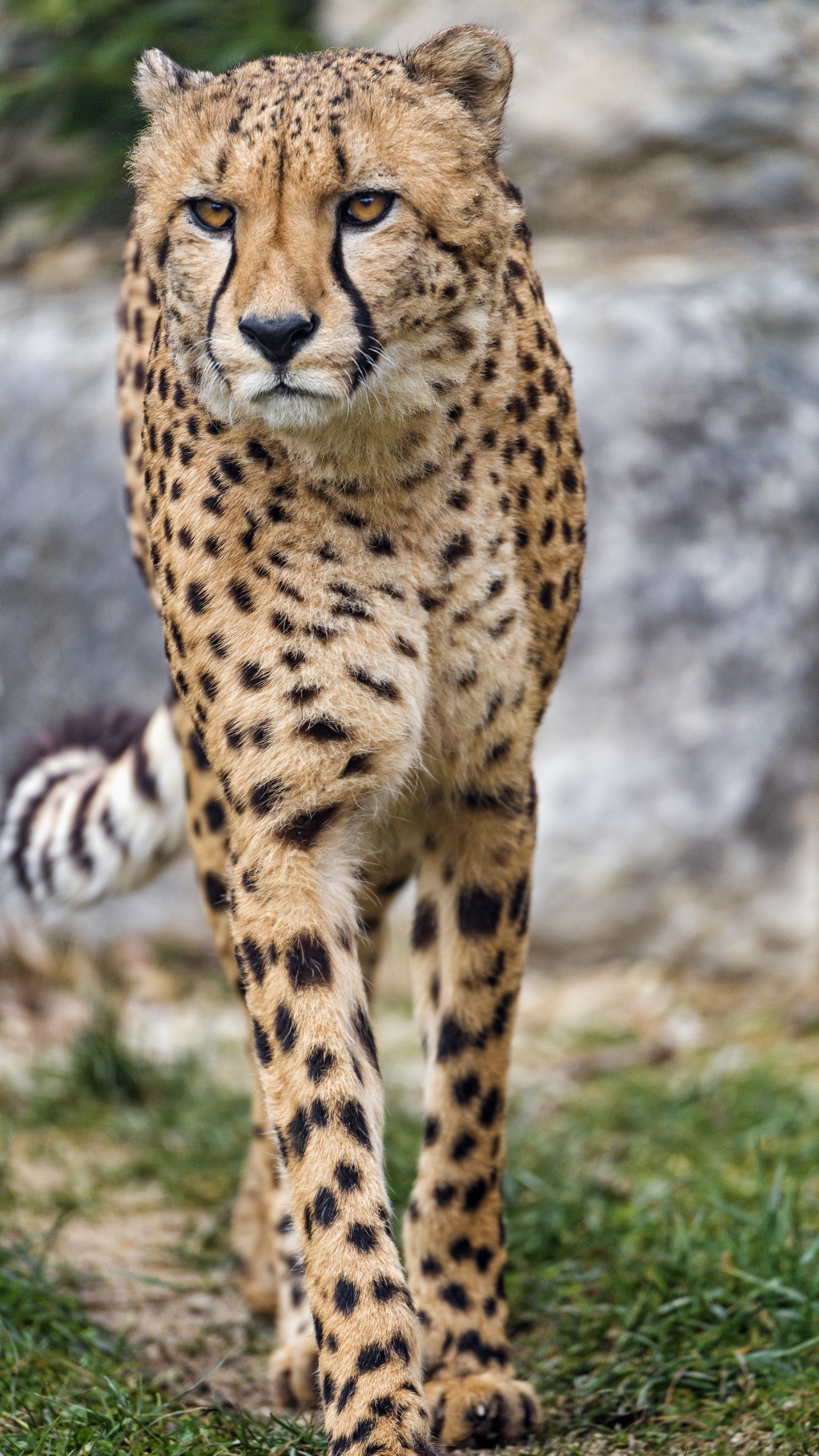 Download Cheetah wallpaper for mobile phone, free Cheetah HD picture