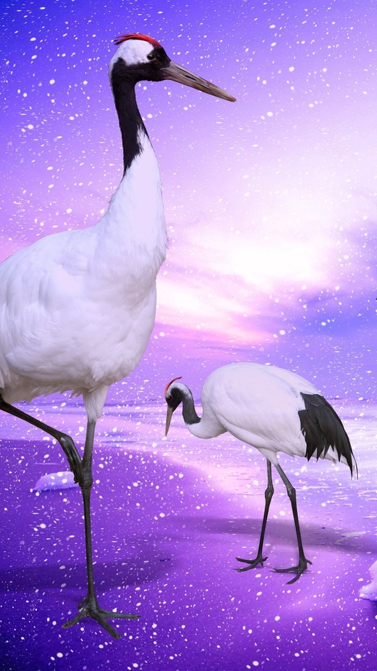 Red Crowned Crane Paradise 750x1334 IPhone 8 7 6 6S Wallpaper, Background, Picture, Image