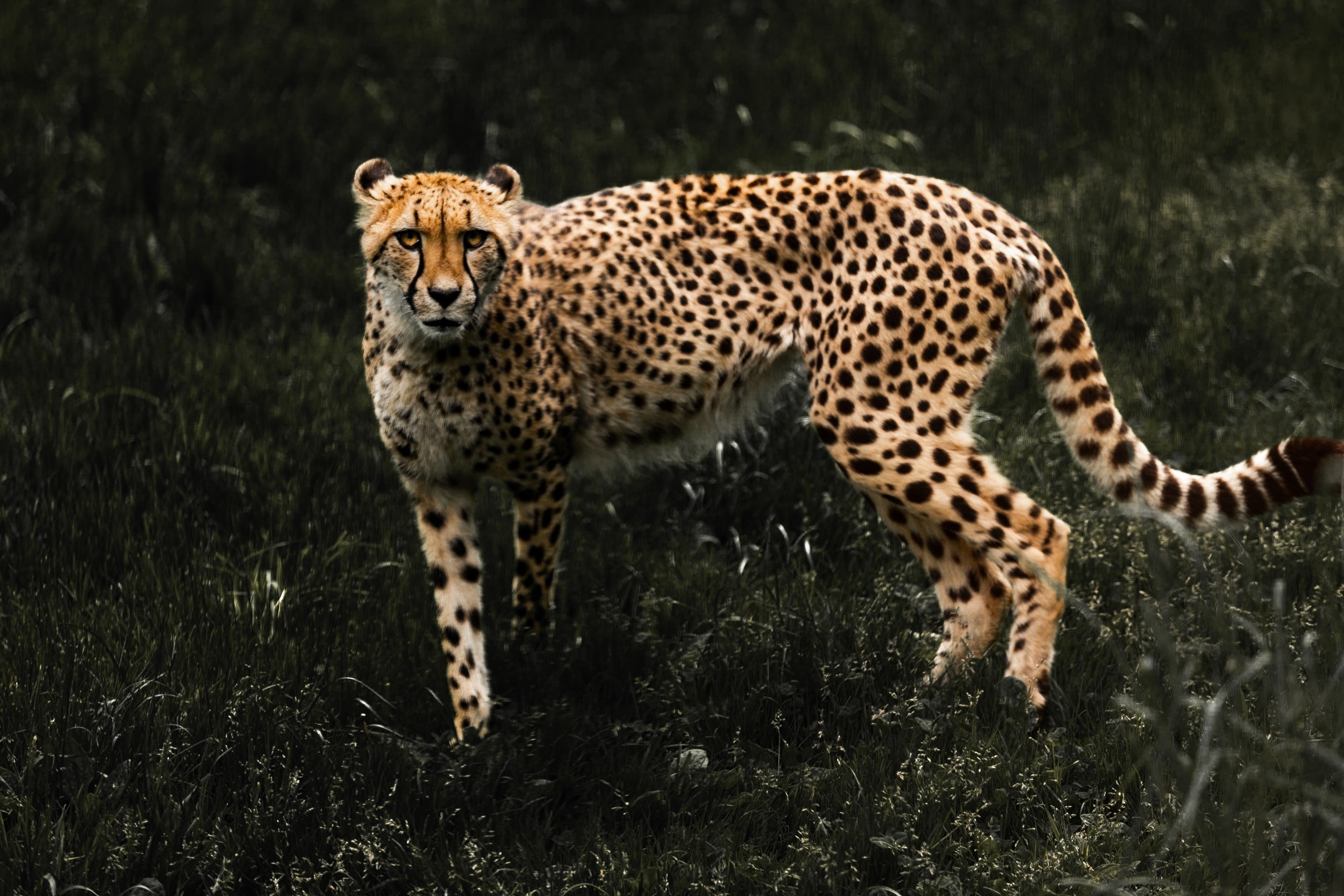 Cheetah 4k Wallpapers - Wallpaper Cave