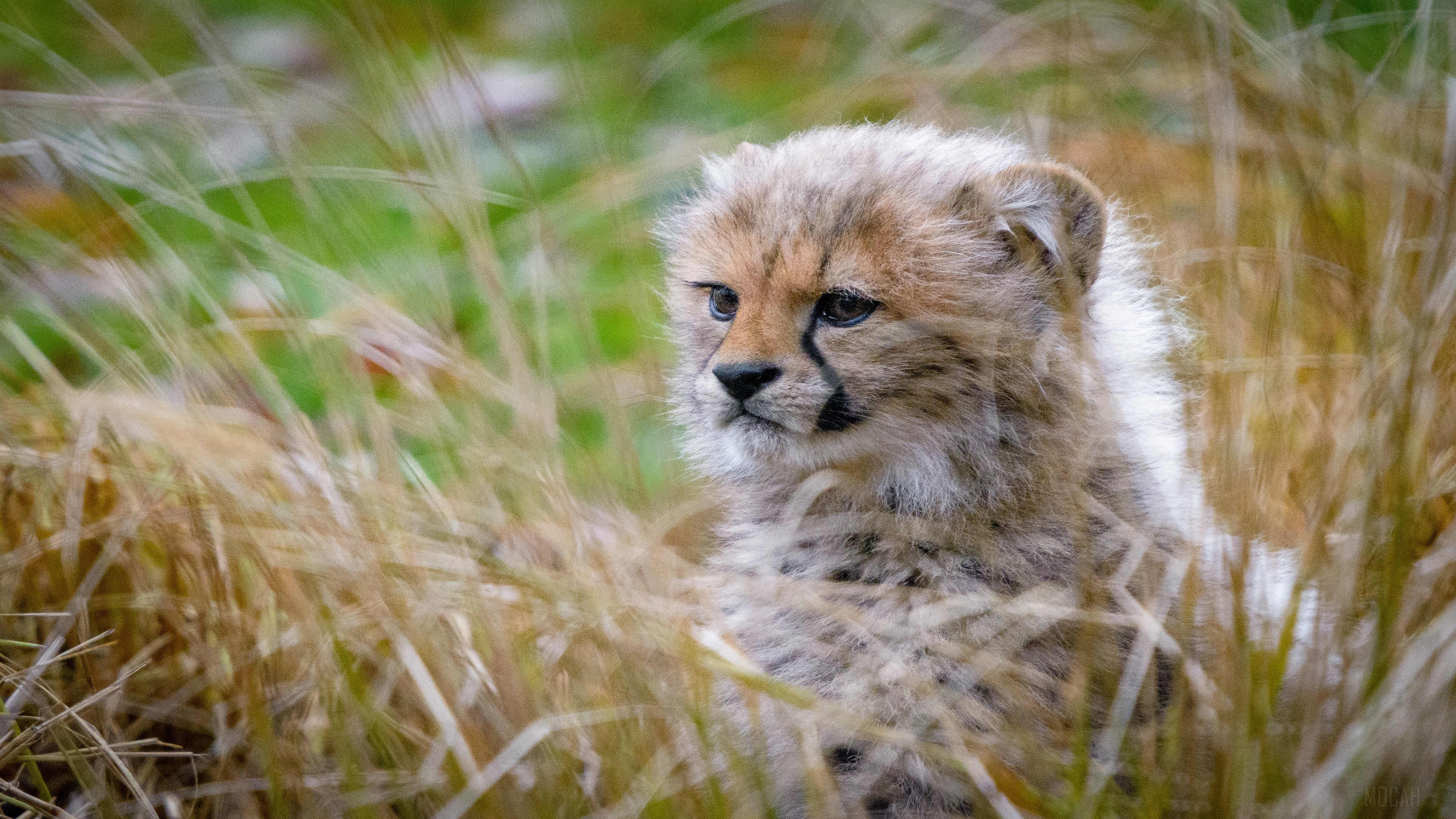 Cheetah Cub 4k Gallery HD Wallpaper