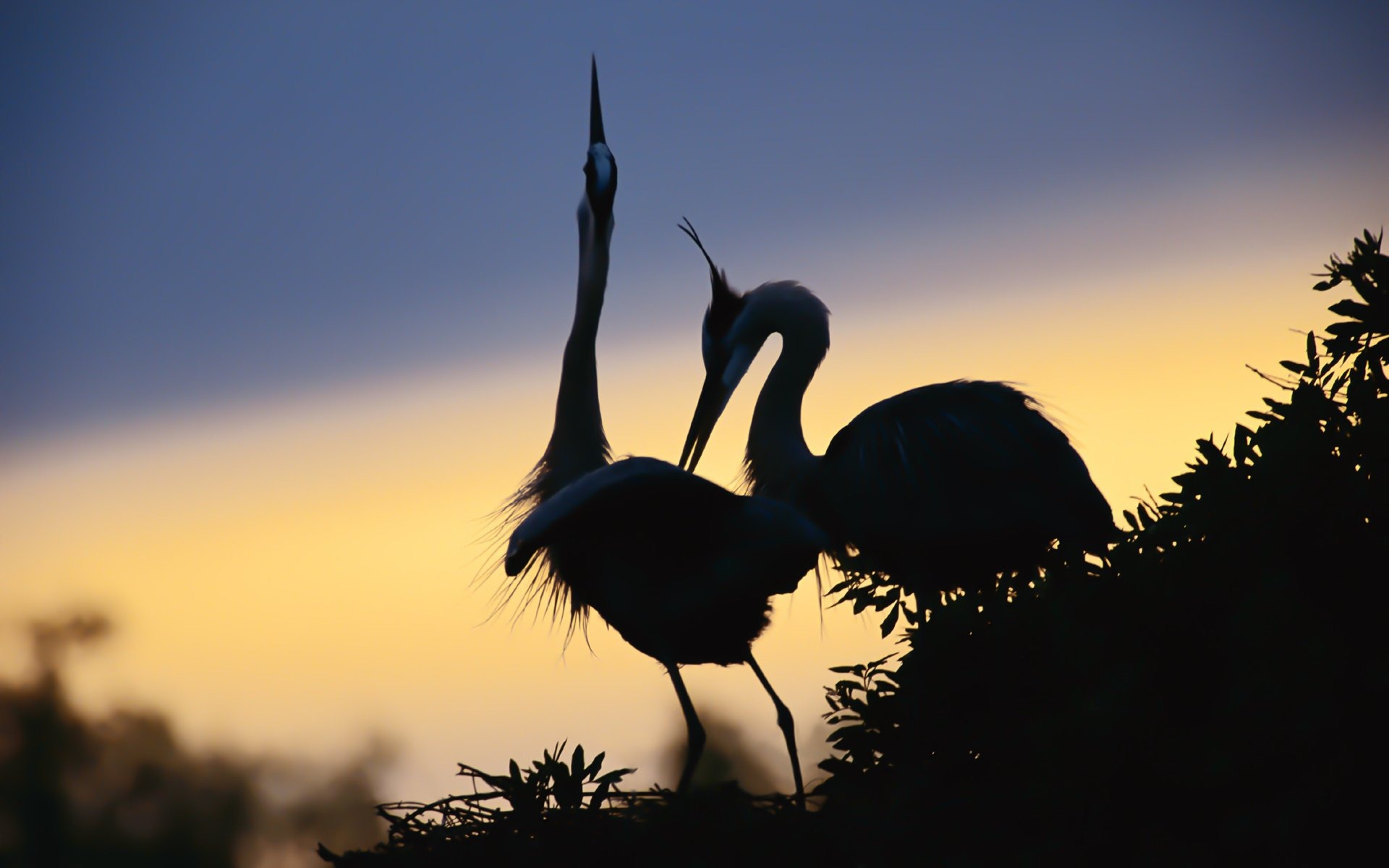 Sunset Desktop Wallpaper Under The Red Crowned Crane