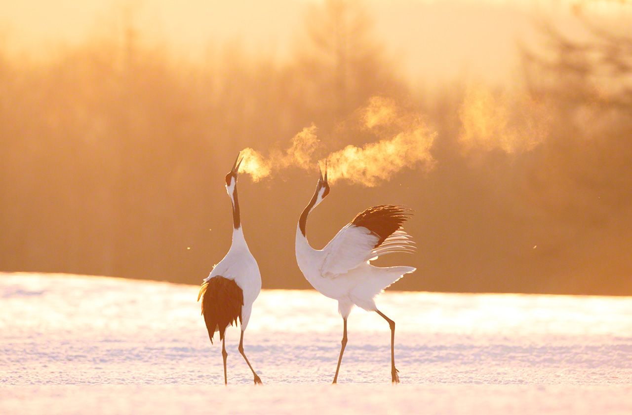 Northern Dancers: The Red Crowned Cranes Of Hokkaidō (Photos)