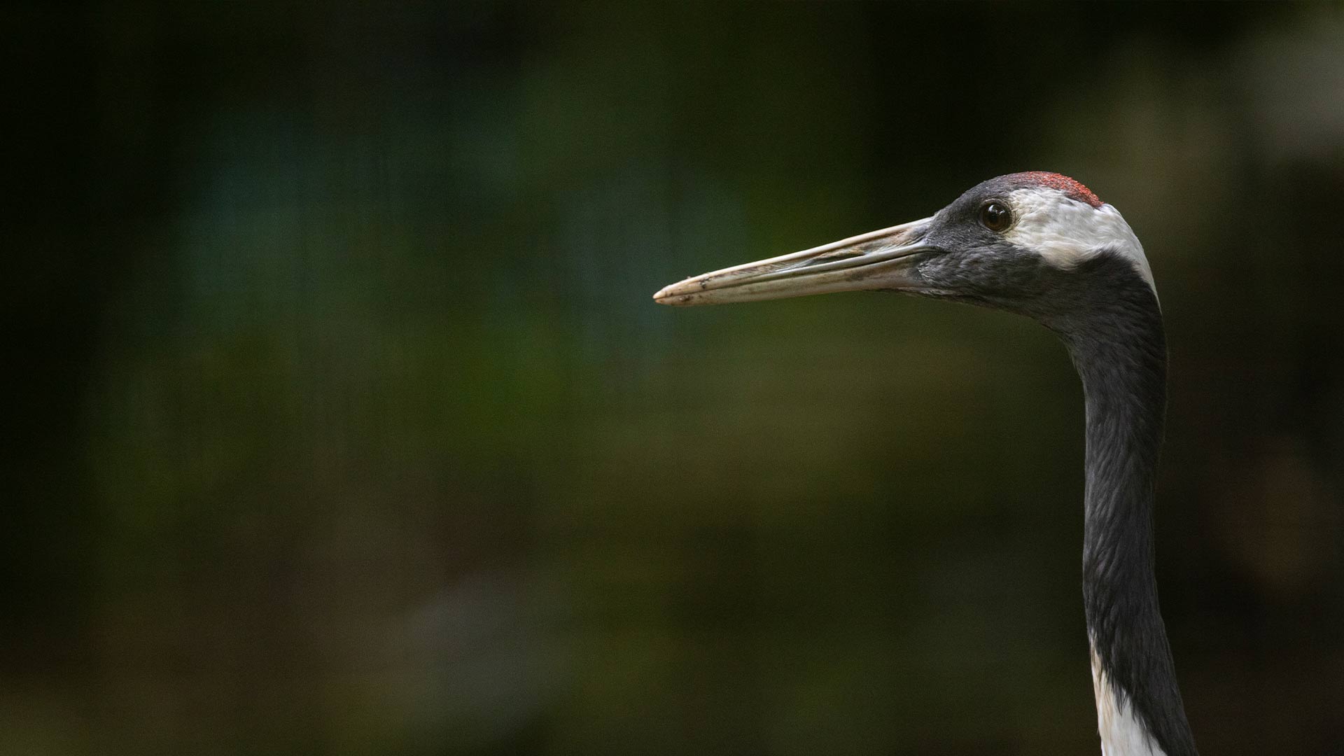 Red-crowned Crane Wallpapers - Wallpaper Cave