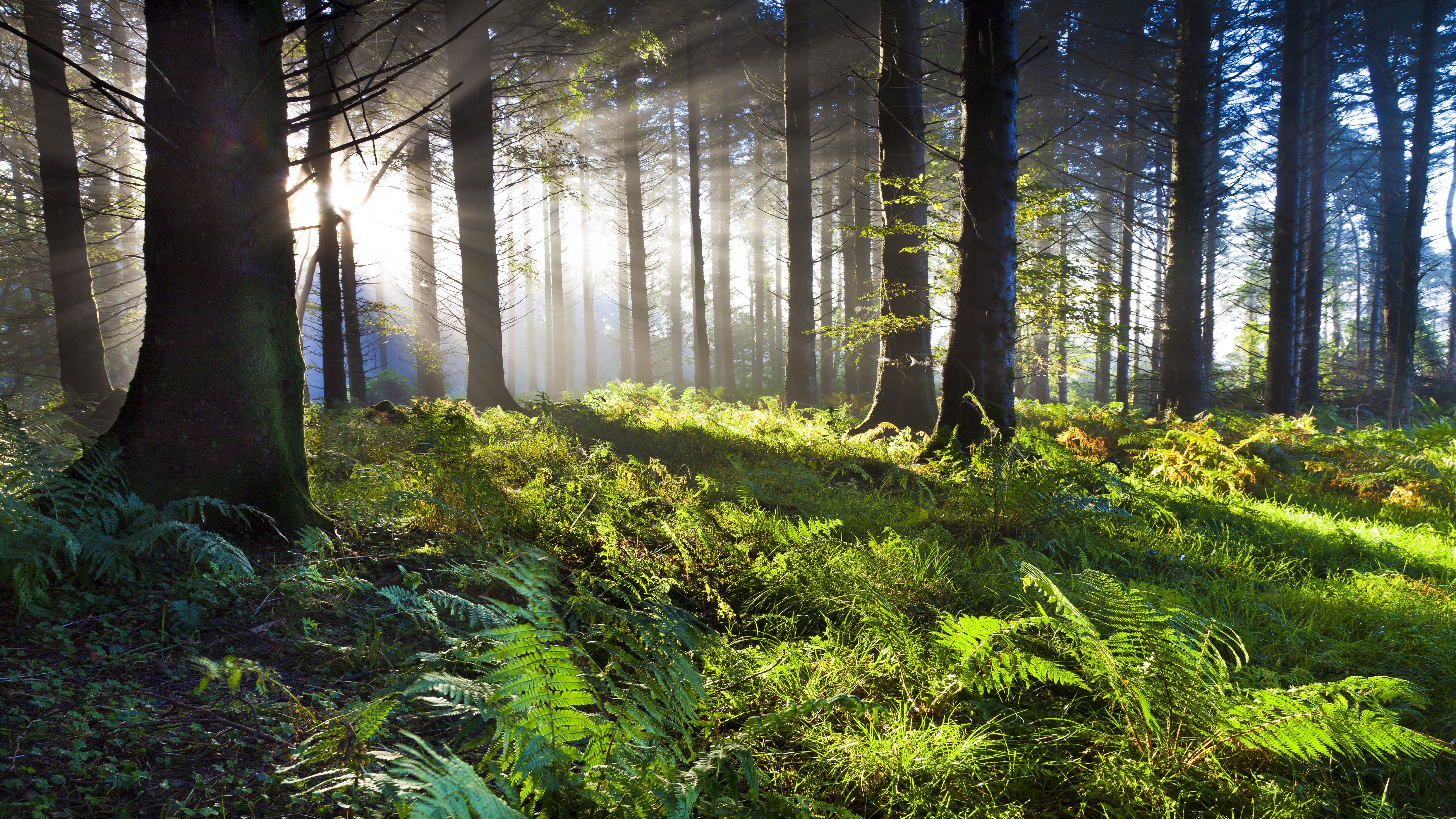 Wallpaper / sunbeam, fern, morning, green nature, woodland, 8k uhd, 8K, forest, sunlight, trees free download
