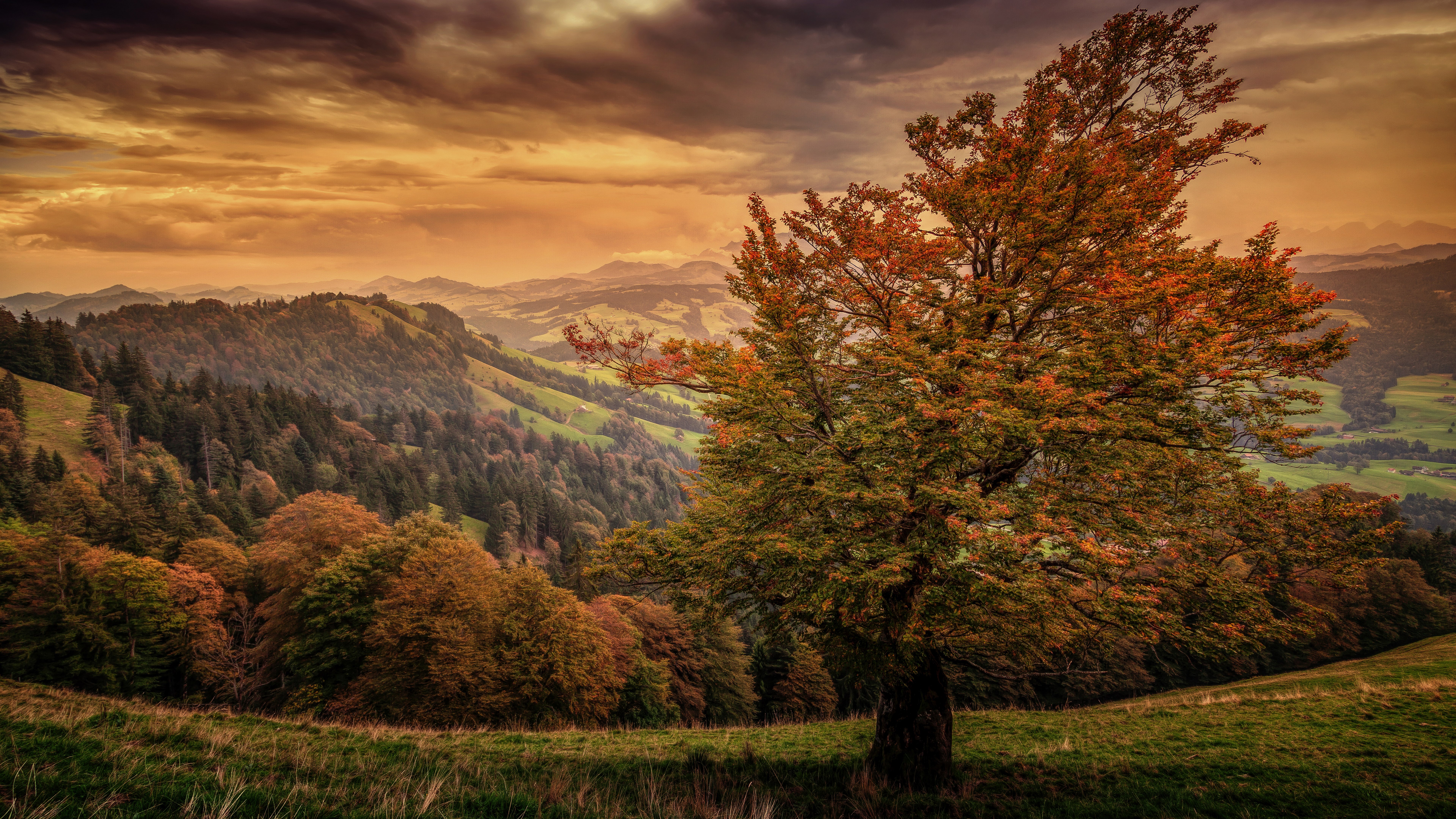 2488 8k wallpaper nature Gallery HD Wallpaper