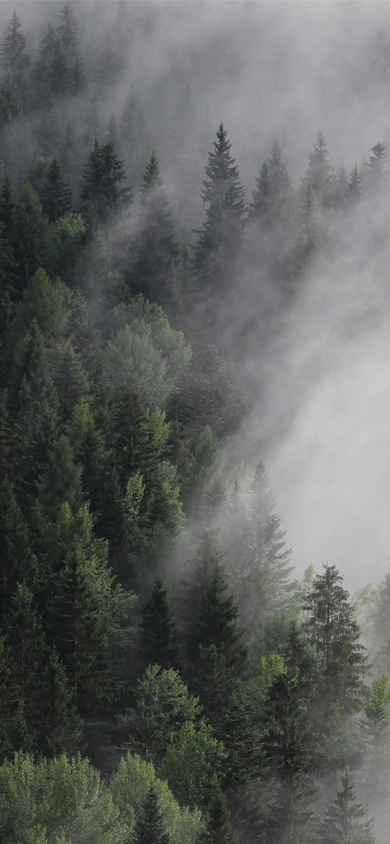 Austria 4k 5k 8k forest fog mist pines Nature iPhone Wallpaper Free Download