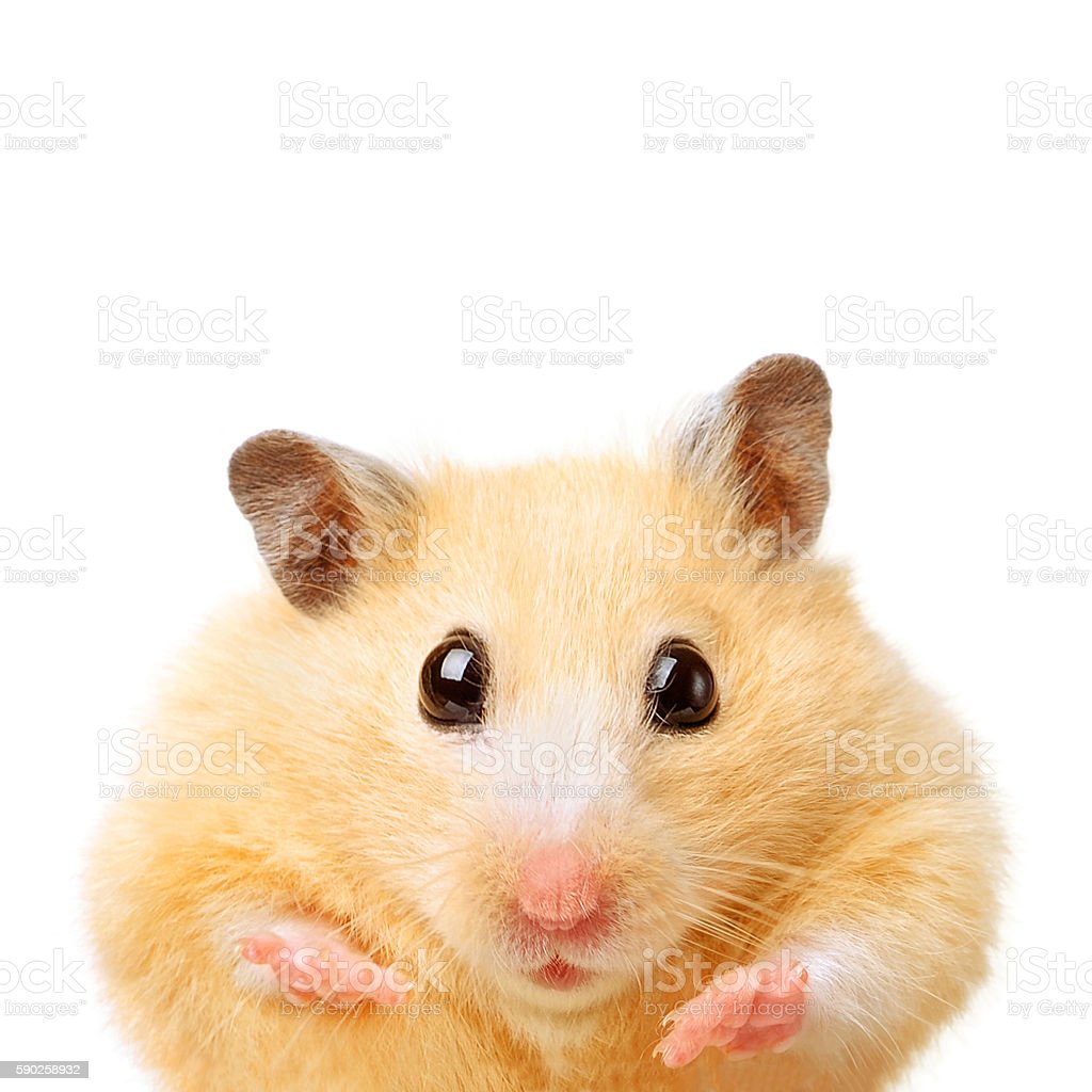 Fat Funny Hamster Image Now, Cut Out, Humor