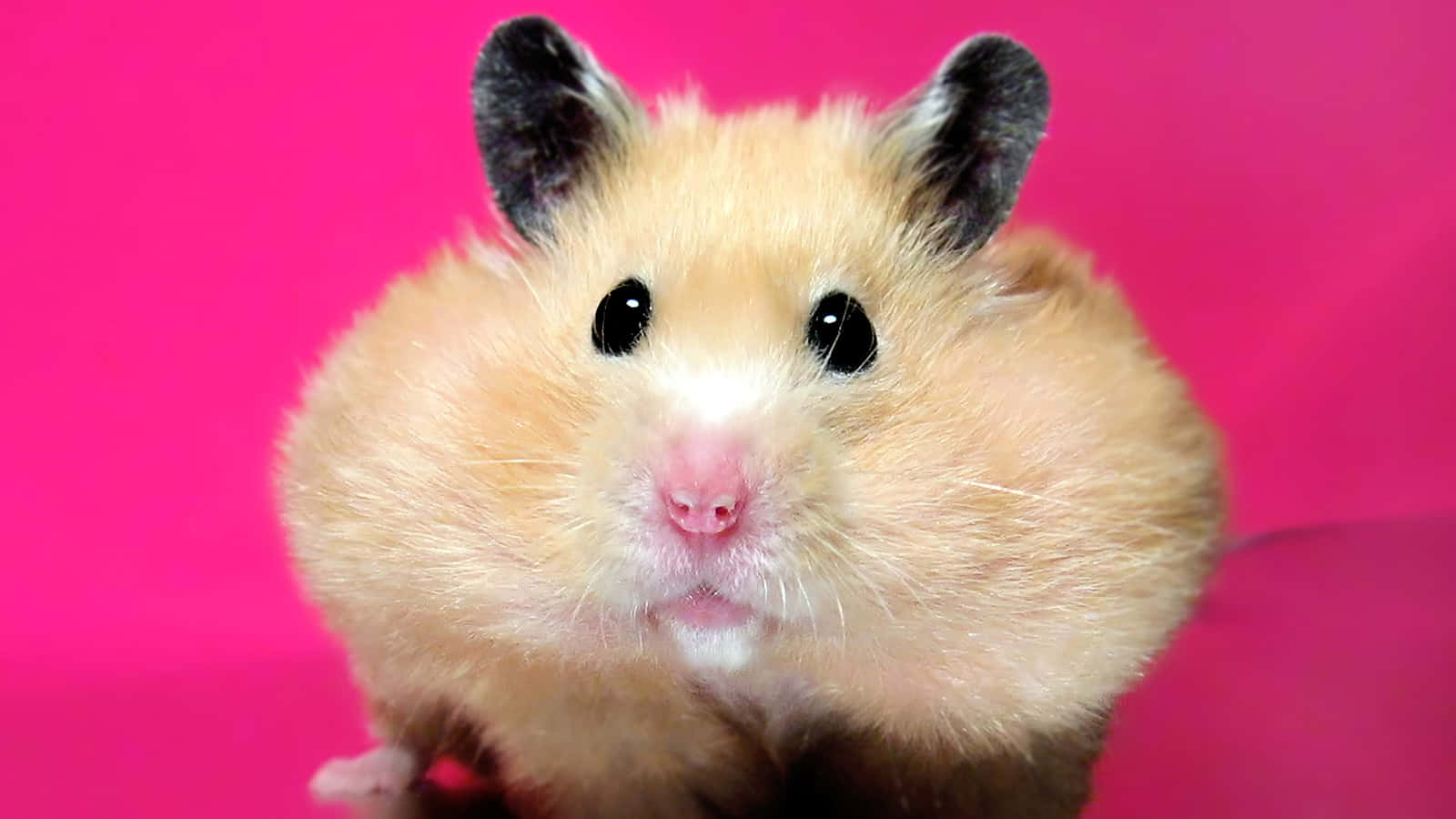 Download Funny Fat Cheeks Hamster Picture