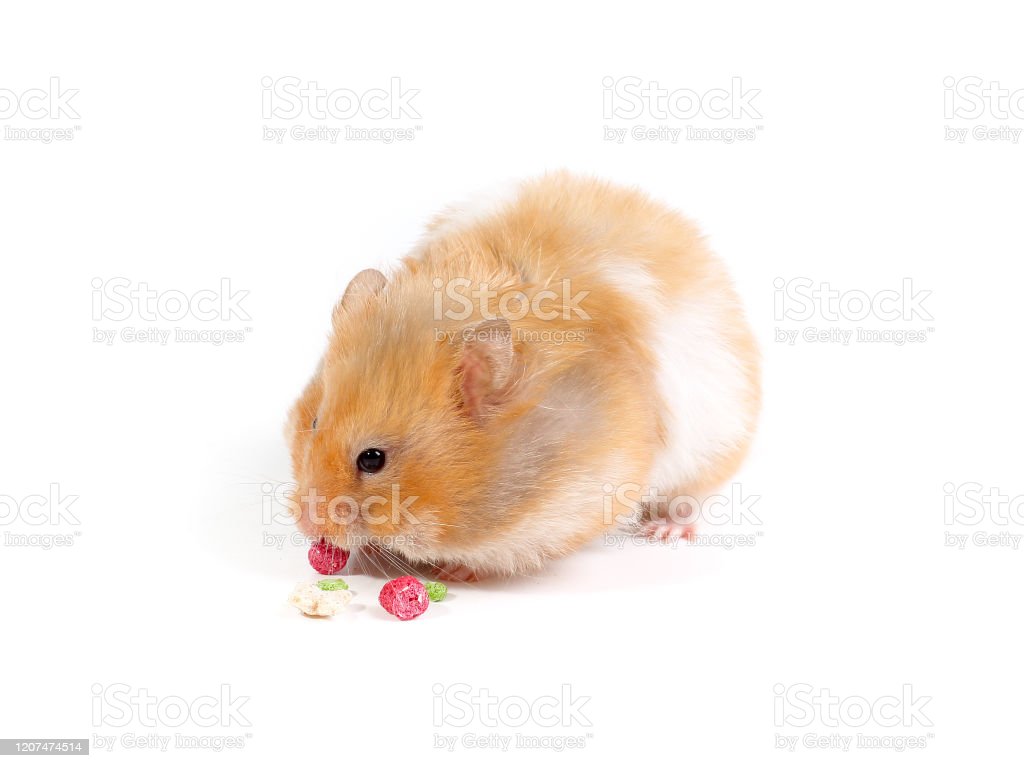 Fat And Fluffy Hamster Eats His Food Photo Isolated On A White Background Image Now
