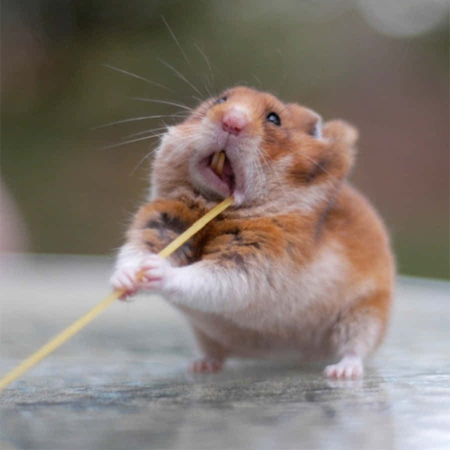 Download Ninja Funny Hamster Picture
