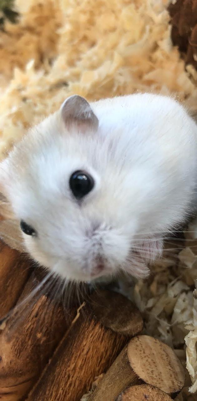 Cute Hamster wallpaper