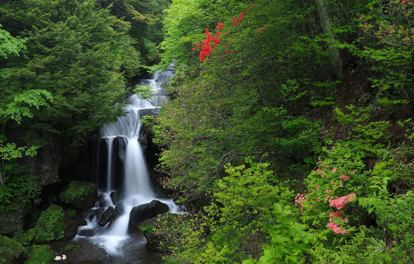 Wallpaper forest, waterfall, Japan, Japan, cascade, Honshu, Honshu, Nikko National Park, National Park Nikko image for desktop, section природа
