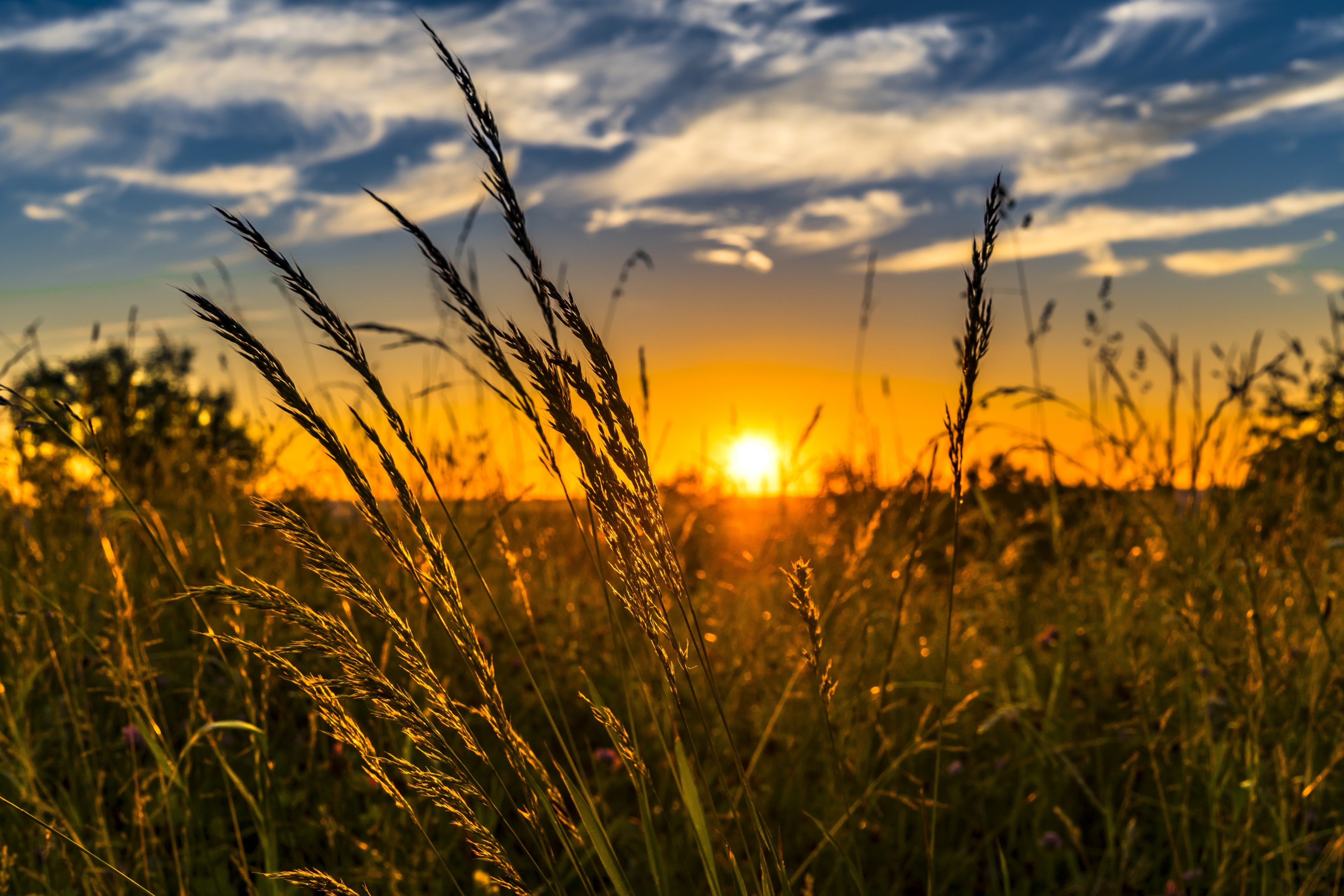 Wallpaper / summer sunset meadow nature landscape sun 4k wallpaper free download