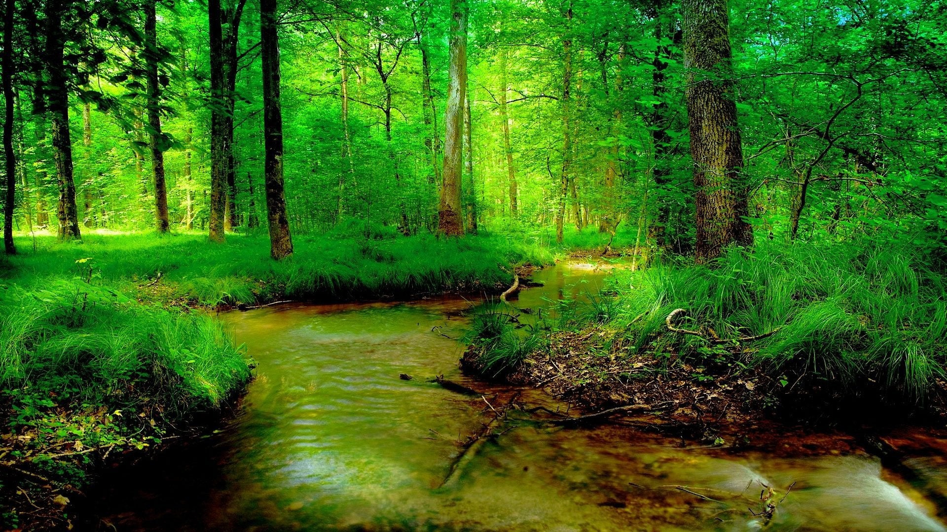 river forest summer nature wallpaper
