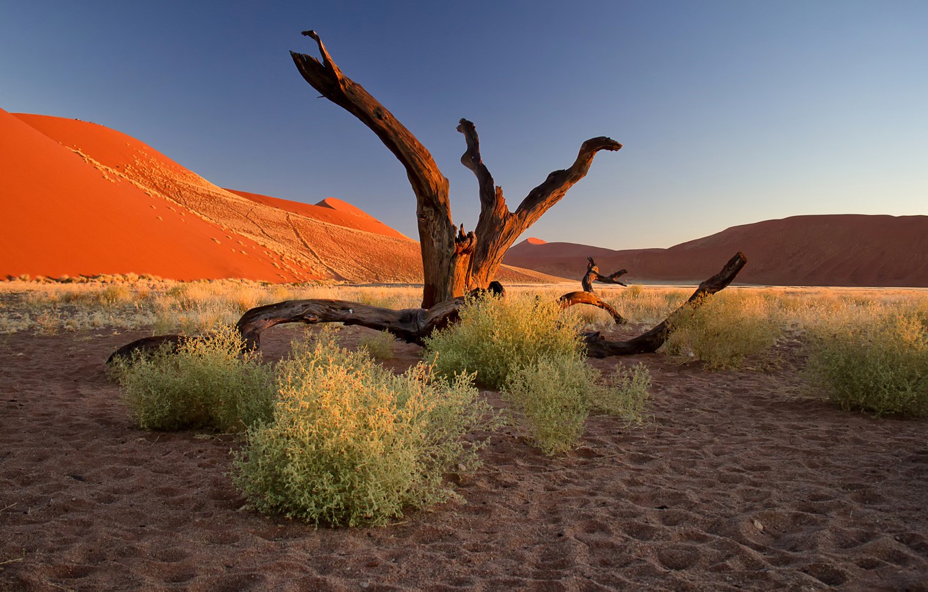 Wallpaper sand, sunset, tree, barkhan, Africa, the bushes, Namibia, the Namib desert image for desktop, section природа