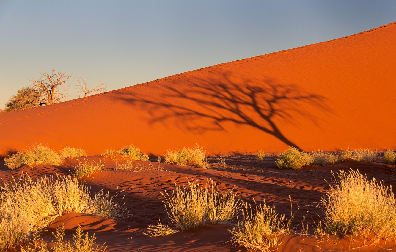 Wallpaper sand, the sky, sunset, tree, Bush, shadow, barkhan, Africa, Namibia, the Namib desert image for desktop, section природа