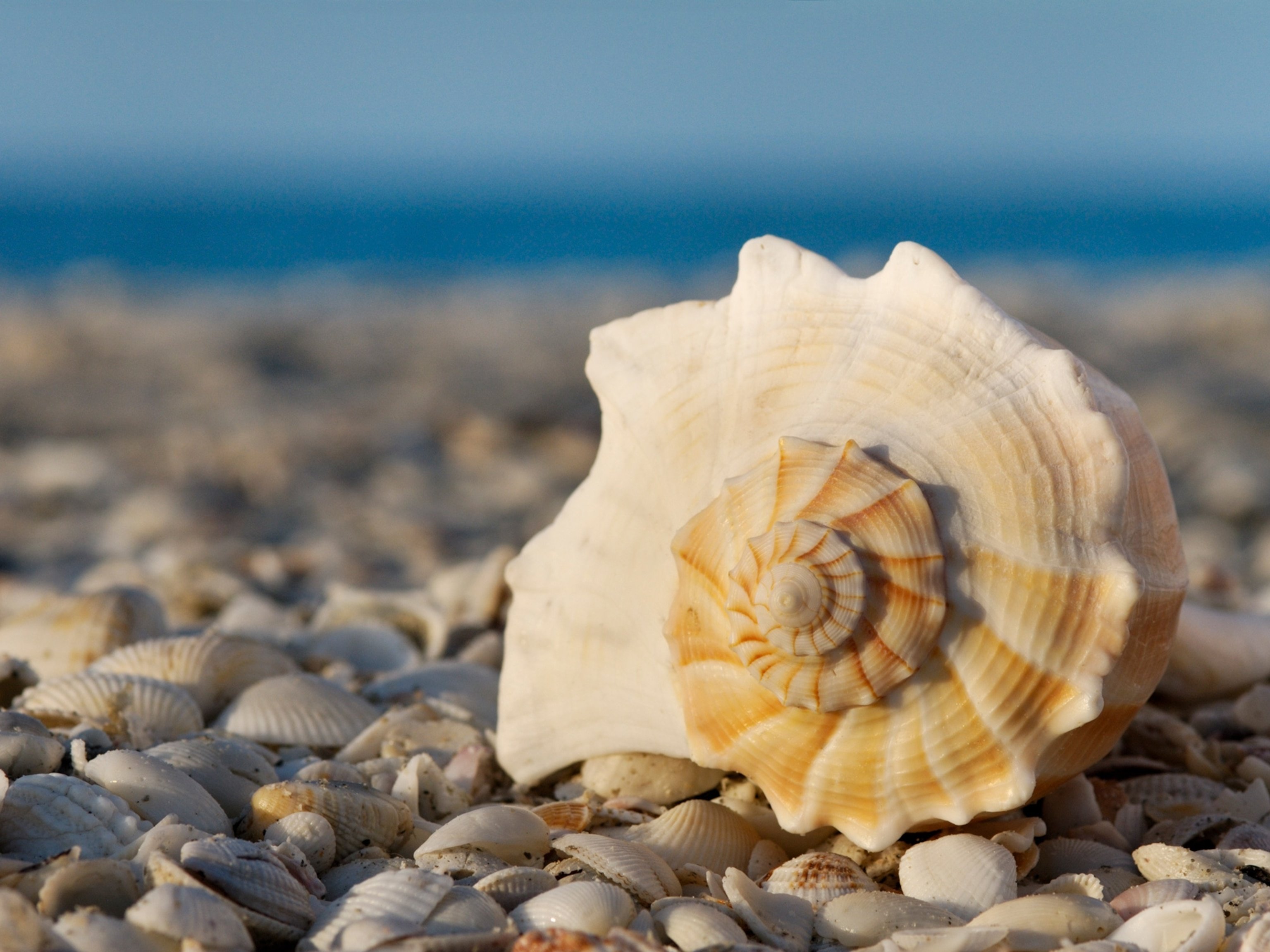 Why seashells are getting harder to find on the seashore
