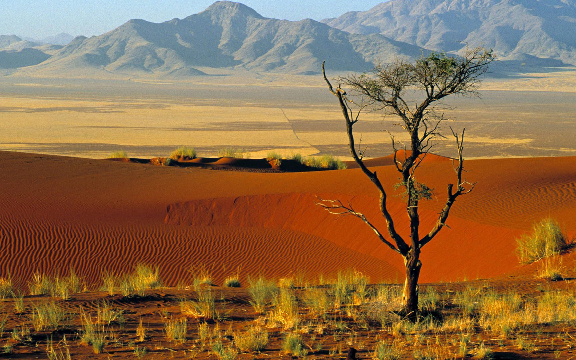 Download Namibia Tree In Namib Desert Wallpaper