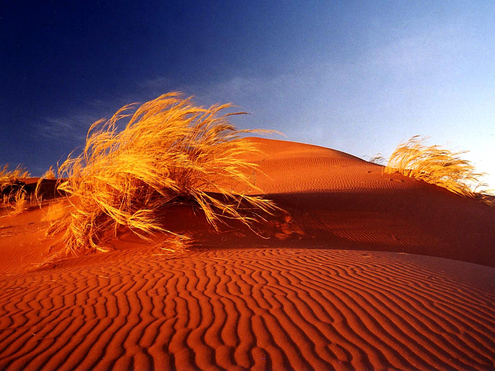 deserts, Sand, Dunes, Africa, Bushes, Namib, Desert Wallpaper HD / Desktop and Mobile Background
