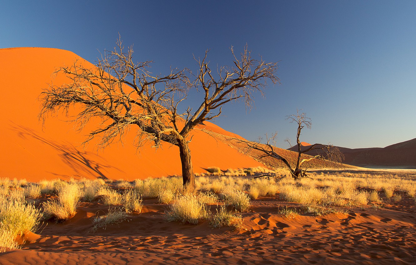 Wallpaper sand, the sky, tree, barkhan, Africa, the bushes, Namibia, the Namib desert image for desktop, section природа