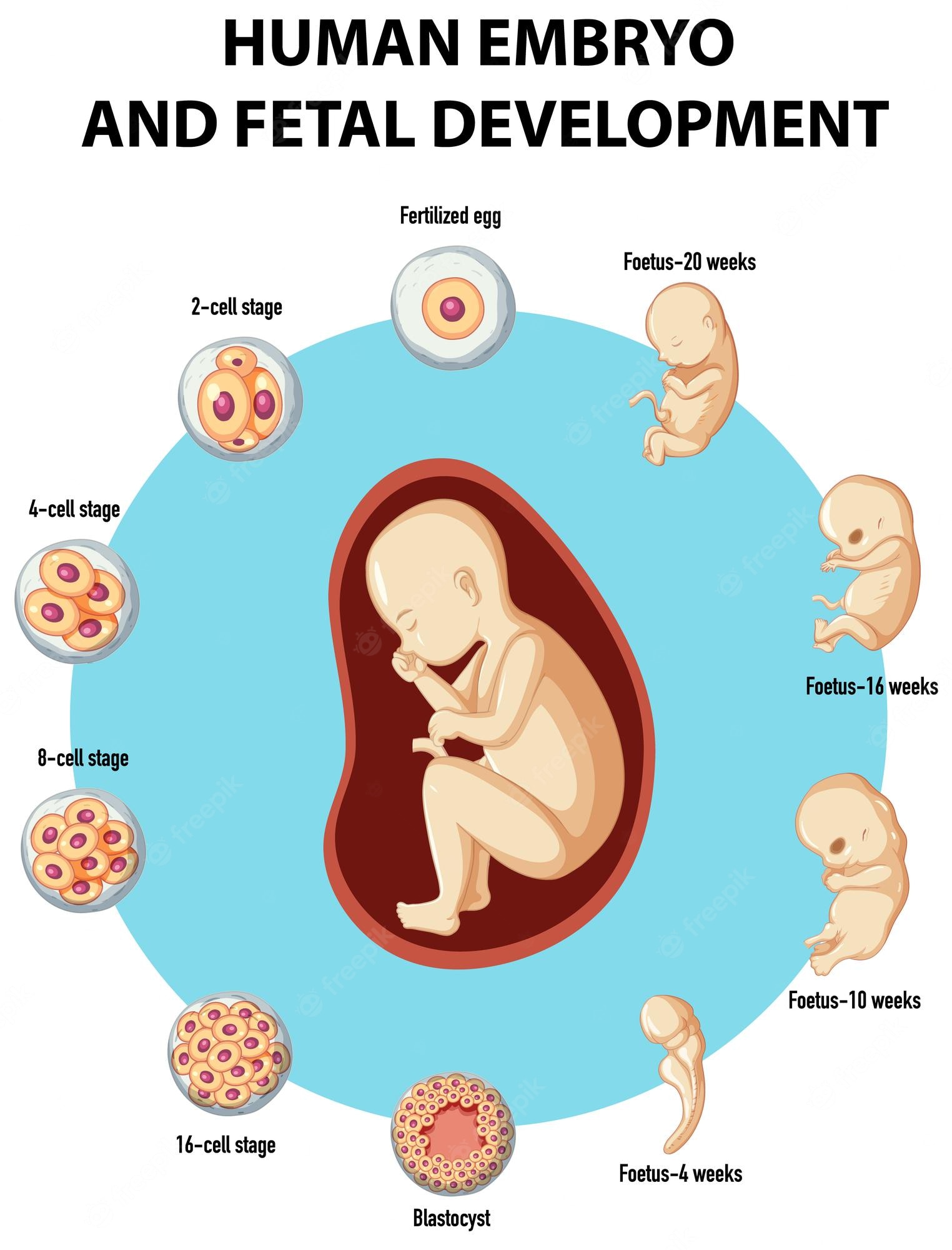 Embryology Wallpapers Wallpaper Cave