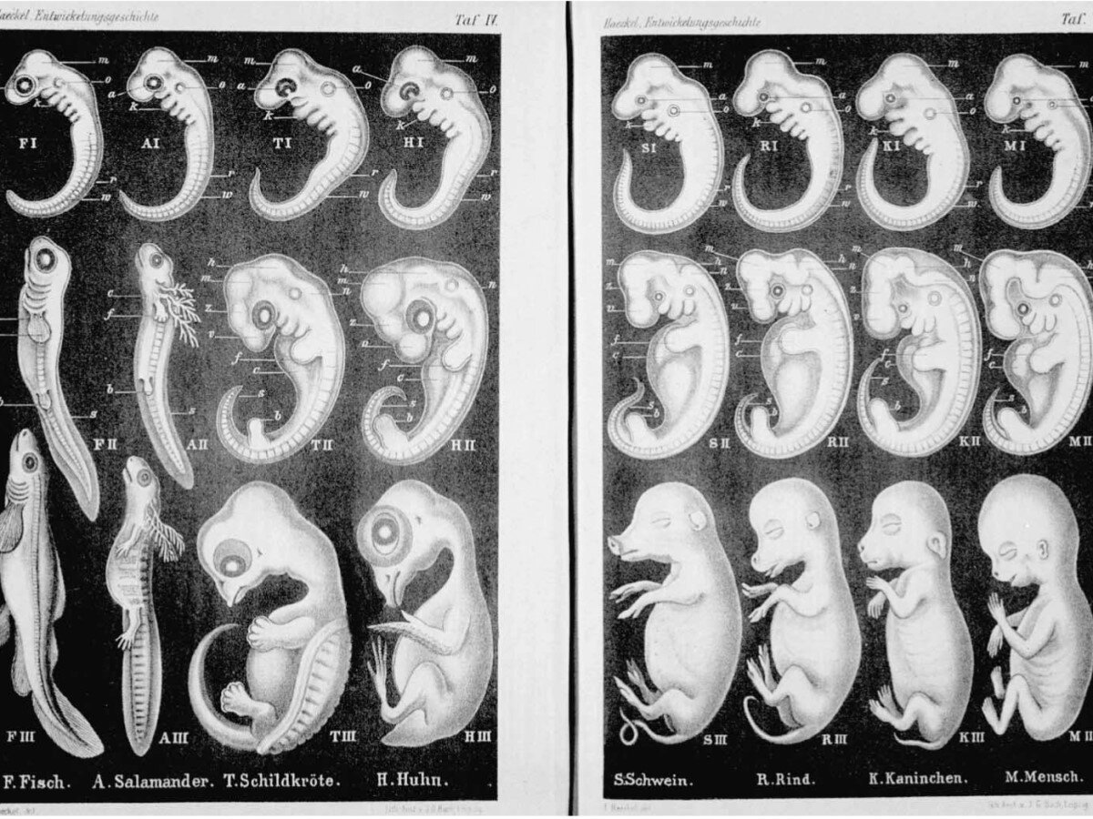 Back to the womb Ernst Haeckel's infamous embryo drawings