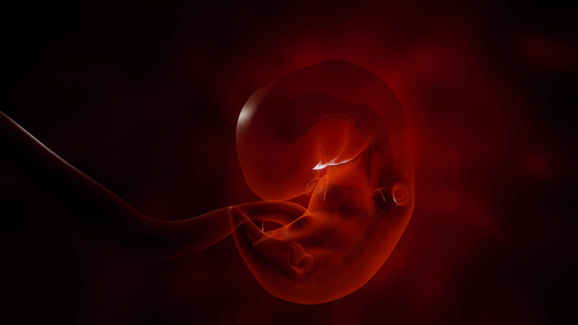 Human embryo animation of development in Environments