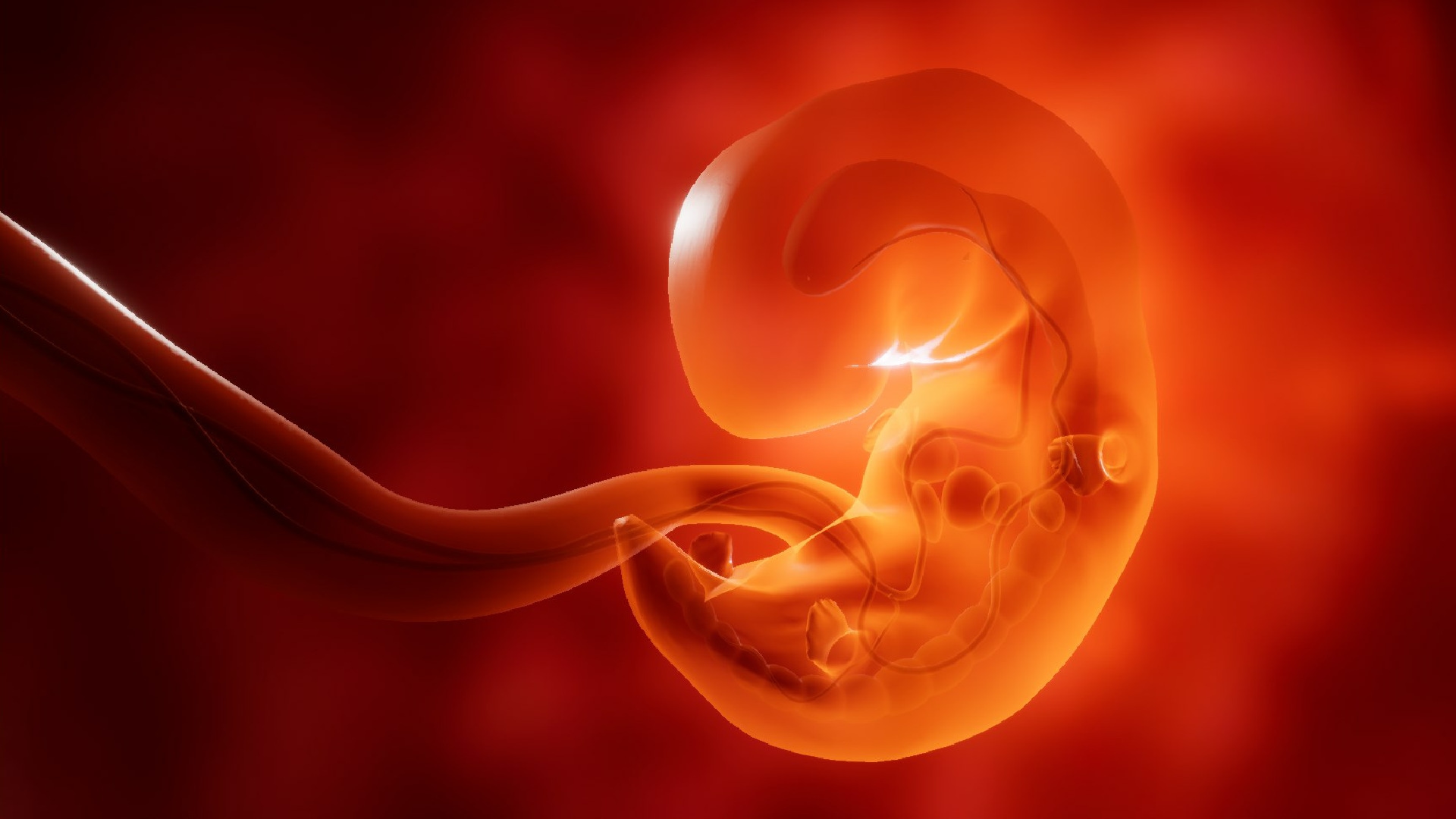 Human embryo animation of development in Environments