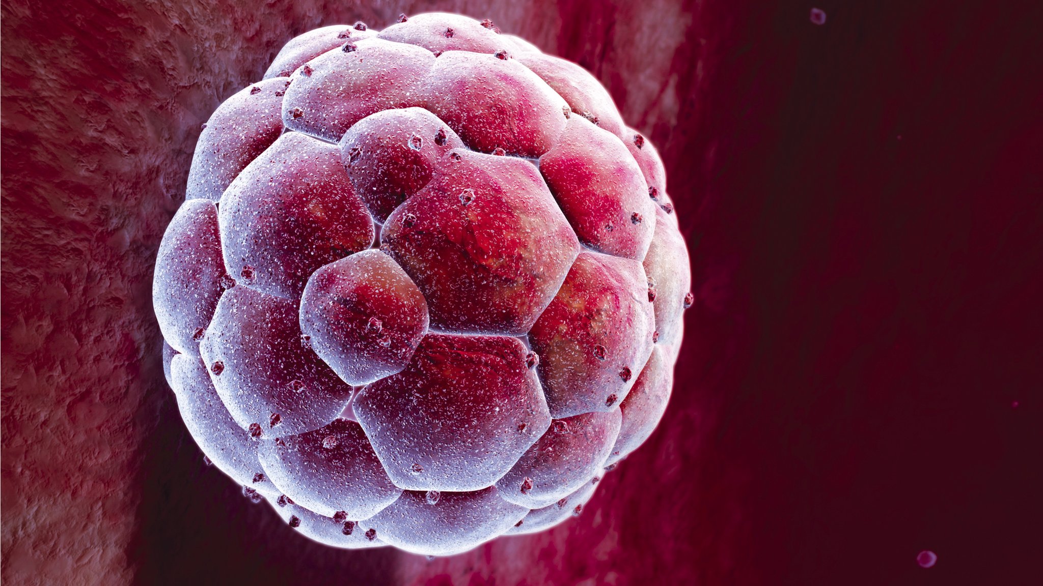 Embryo study shows 'life's first steps'