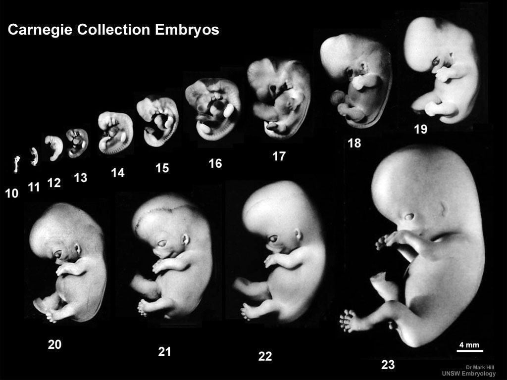 Embryo Fertilitypedia