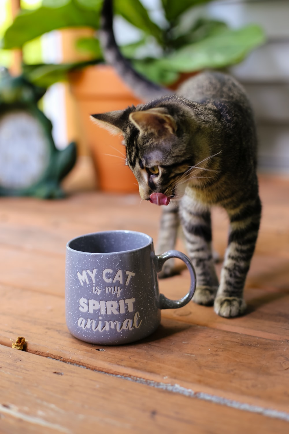 Coffee Cat Picture. Download Free Image