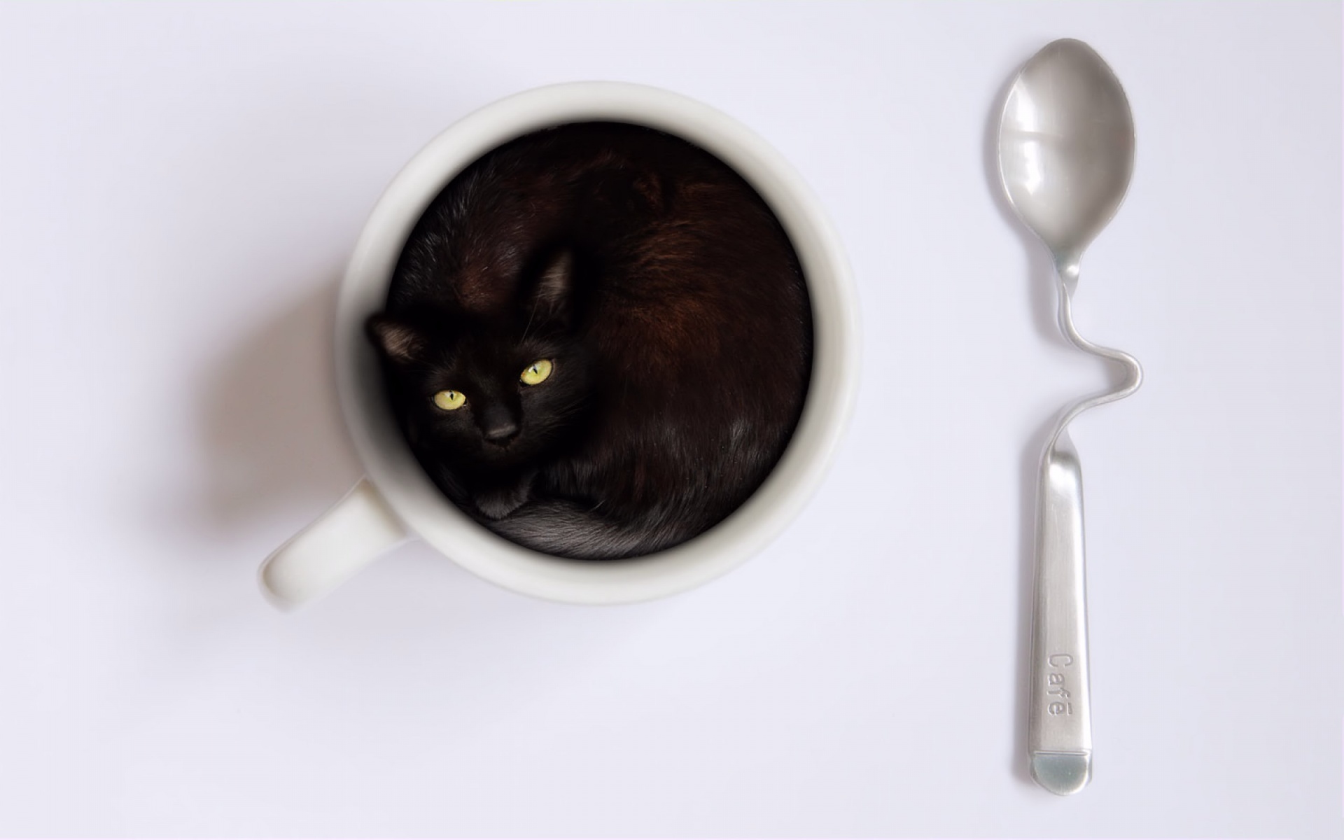 Coffee Cup Cat HD wallpaper